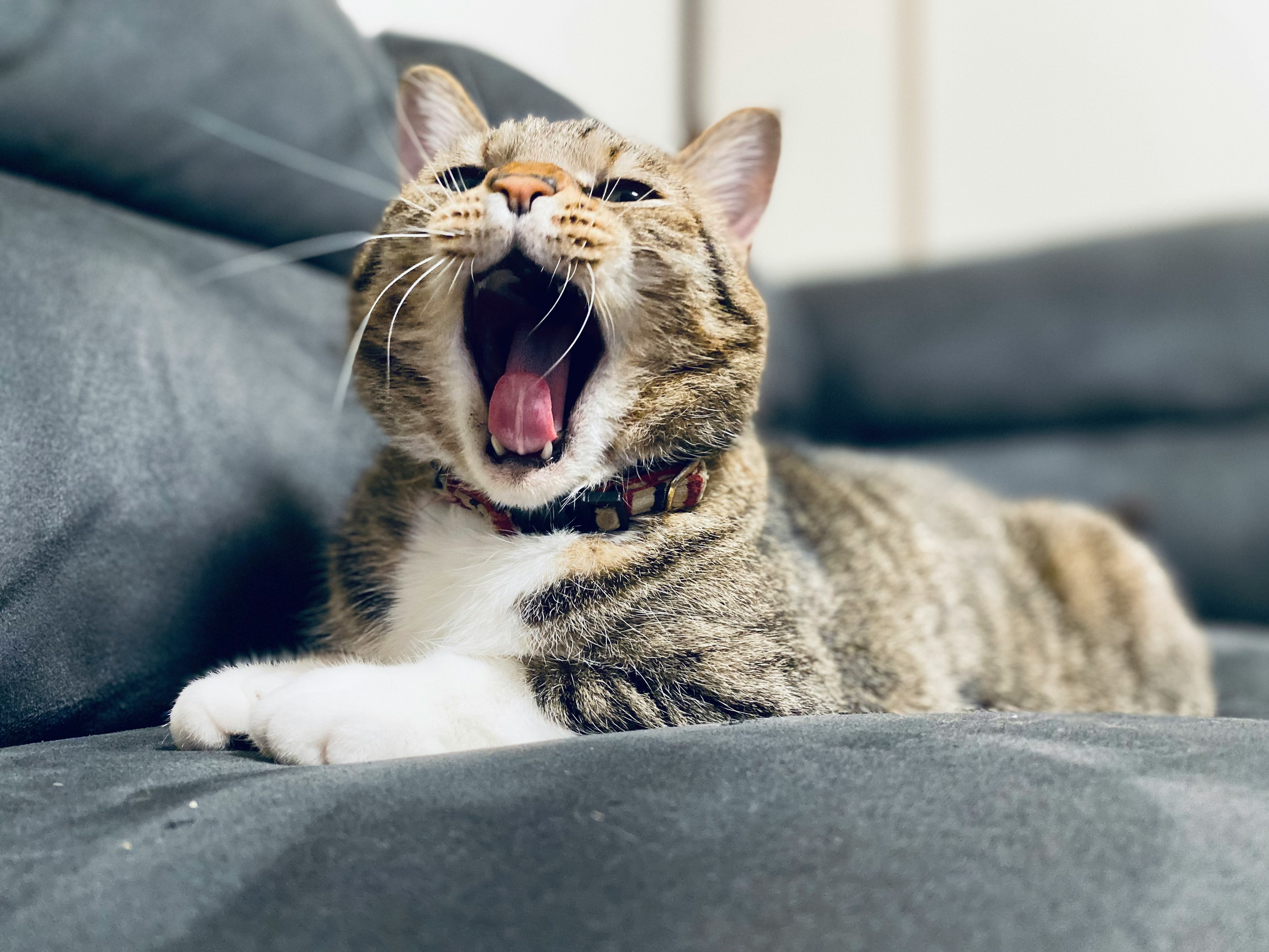 Eine braun-weiße Katze, die auf einem Sofa liegt und gähnt