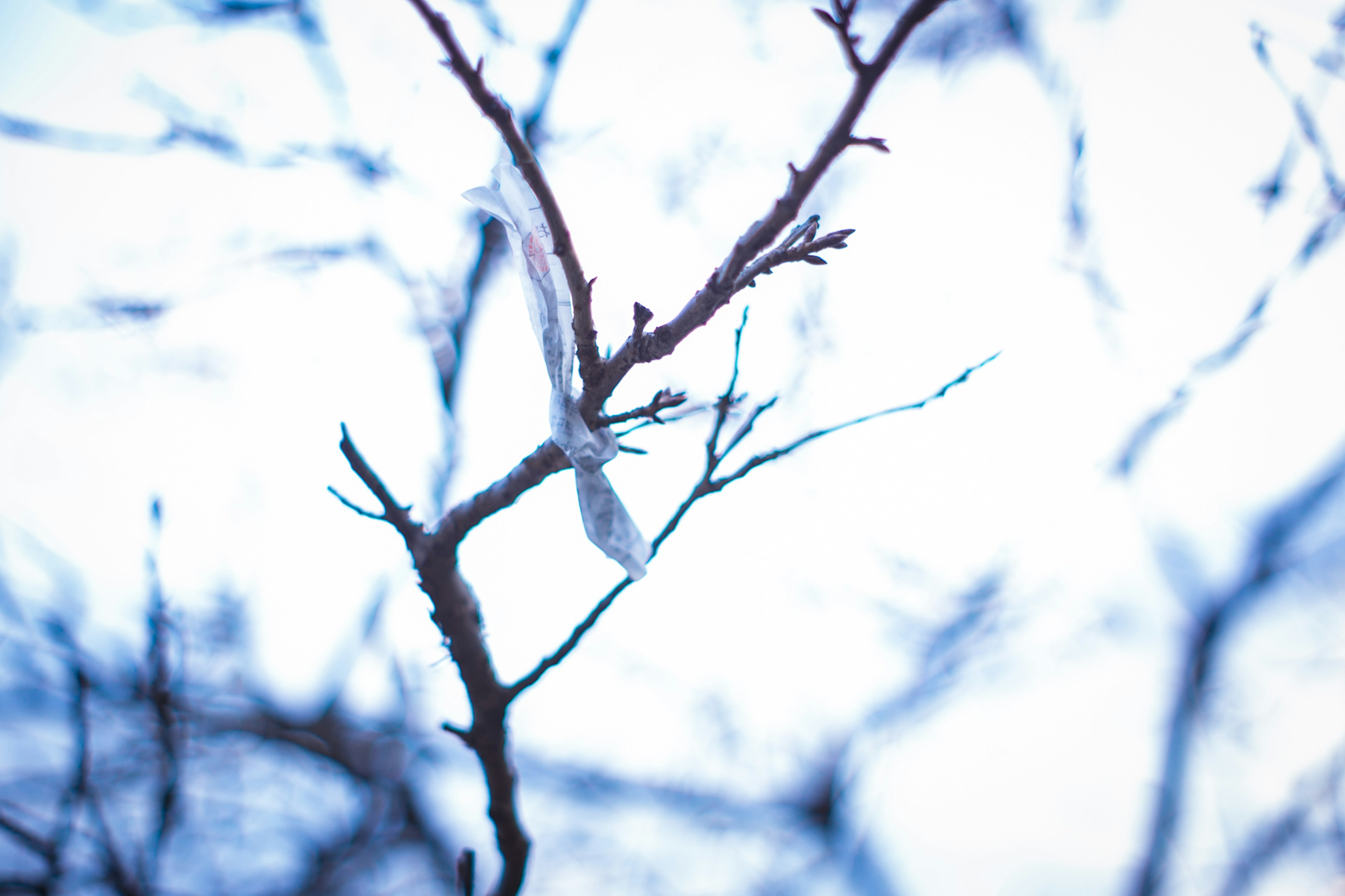 Äste vor einem blassen blauen Himmel mit einem durchsichtigen weißen Stoff