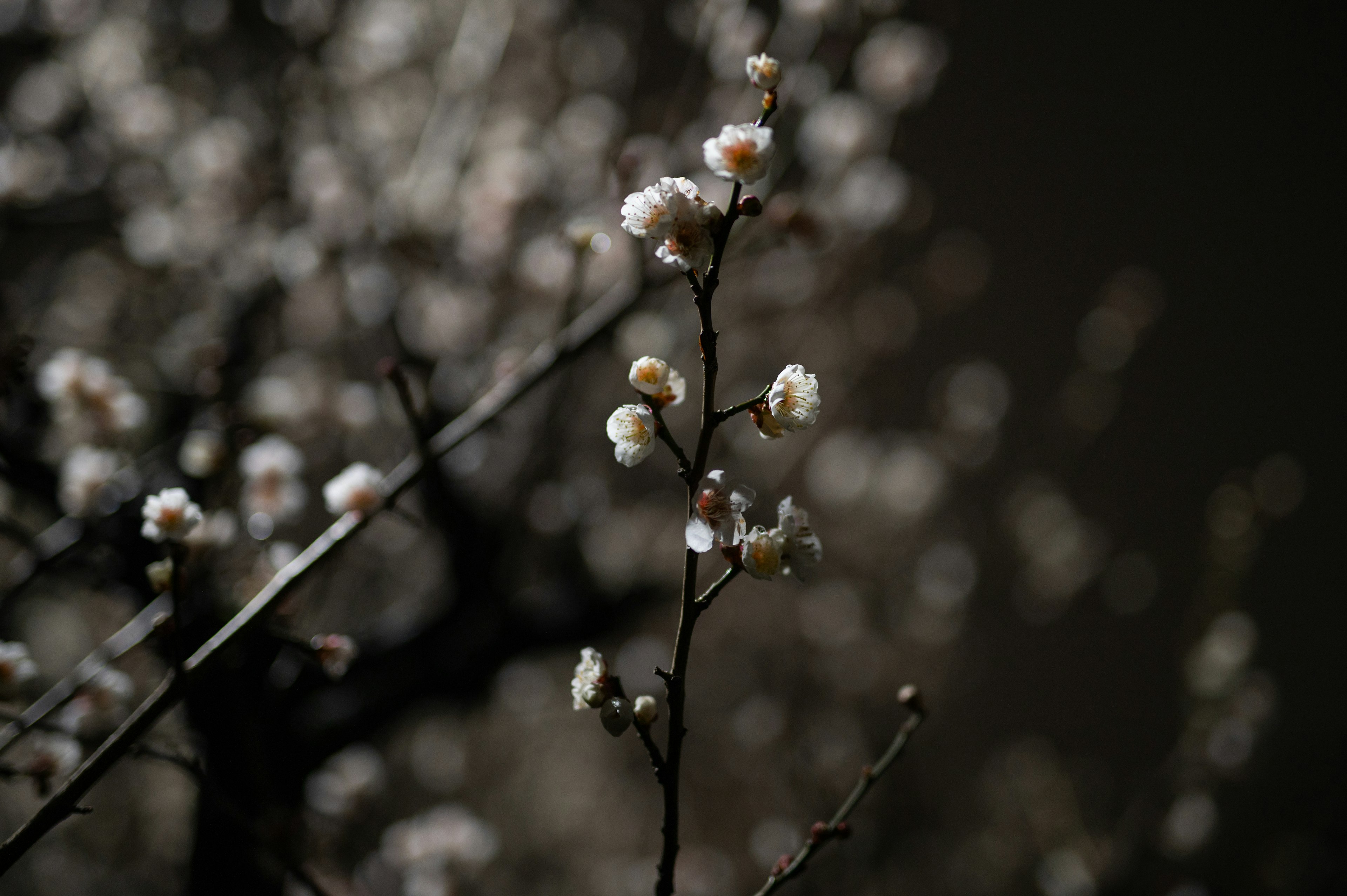 Ast mit weißen Blumen vor dunklem Hintergrund