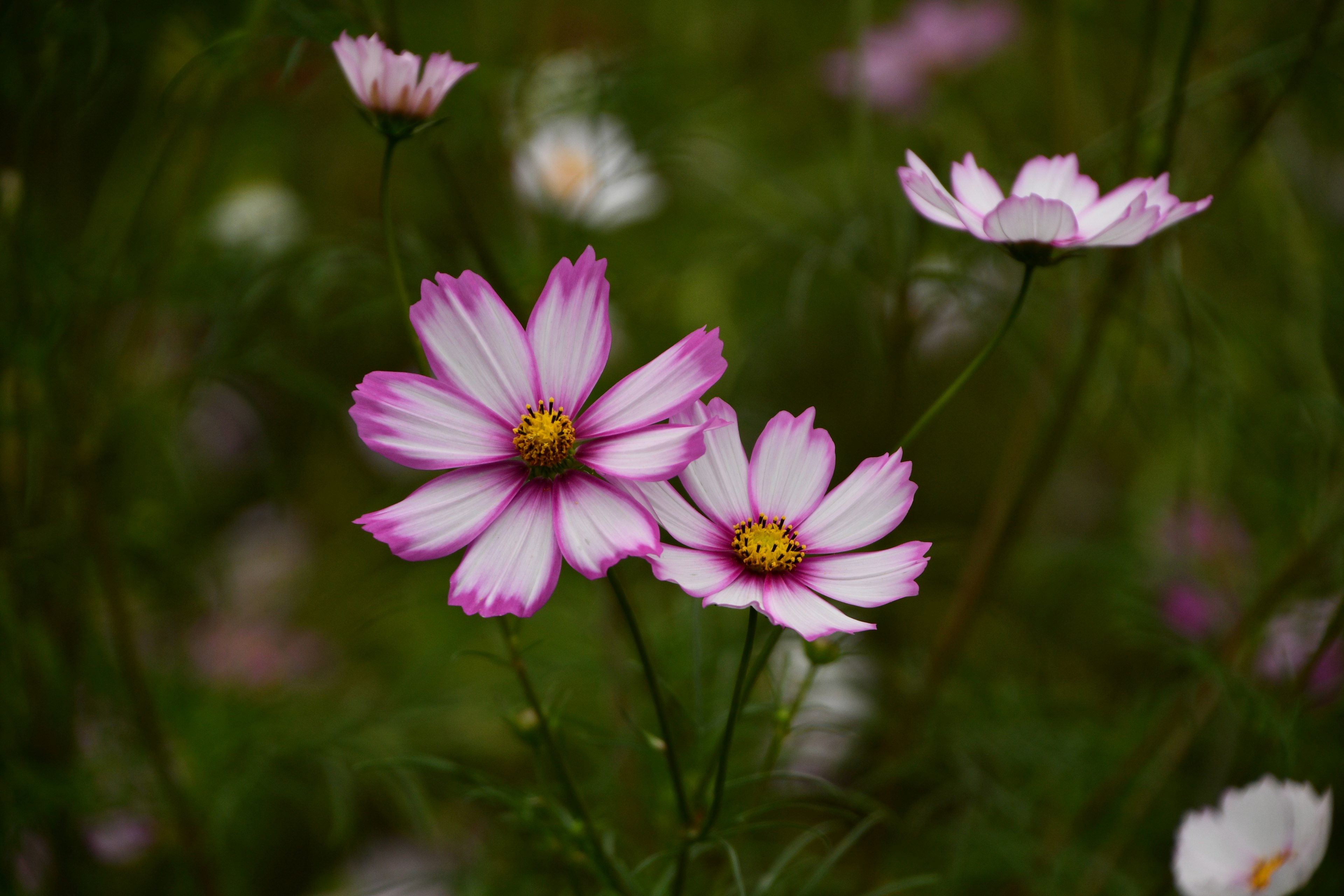 Rosa und weiße Kosmosblumen blühen in einem Garten