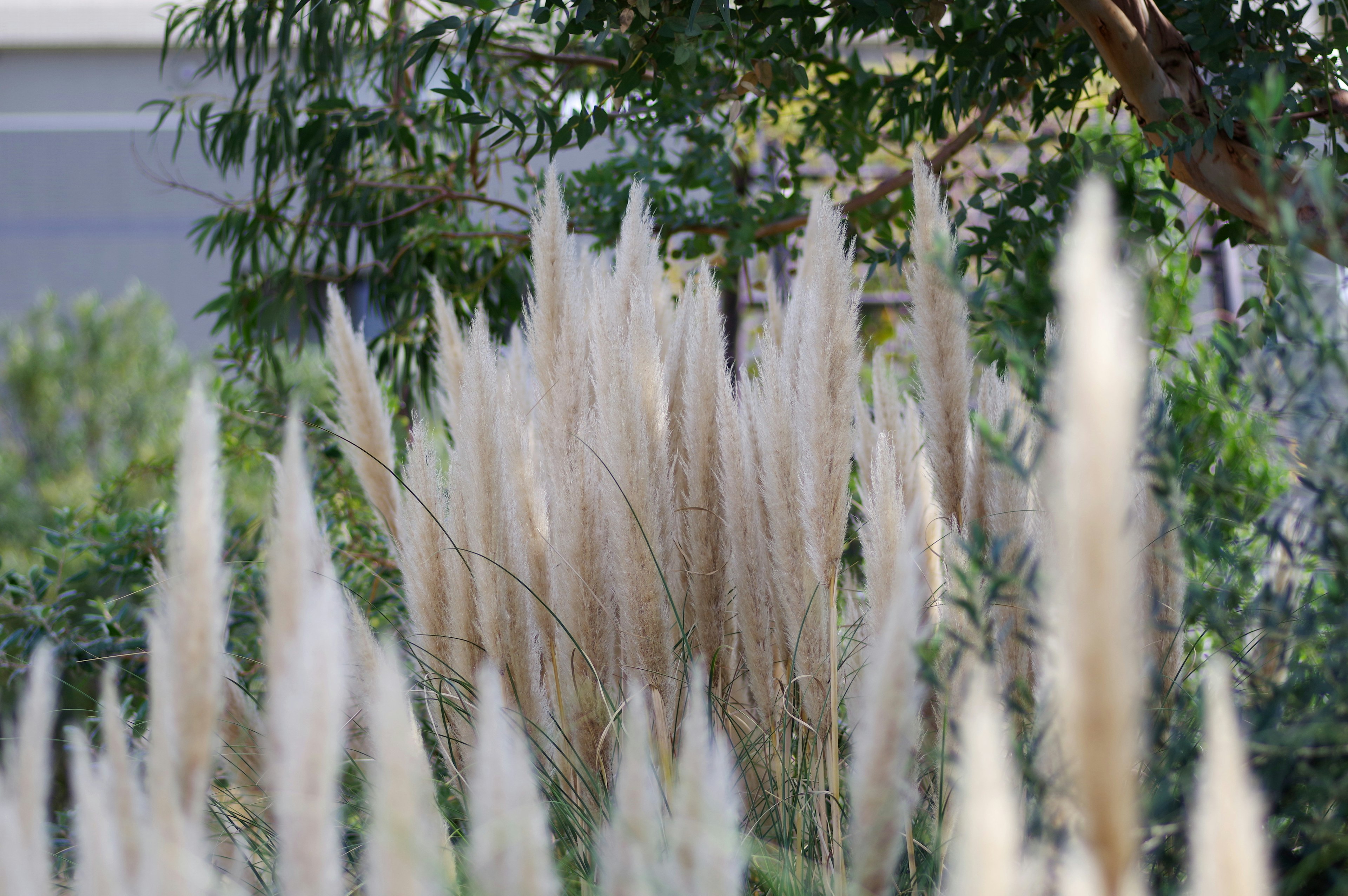 Group of white pampas grass in a garden setting