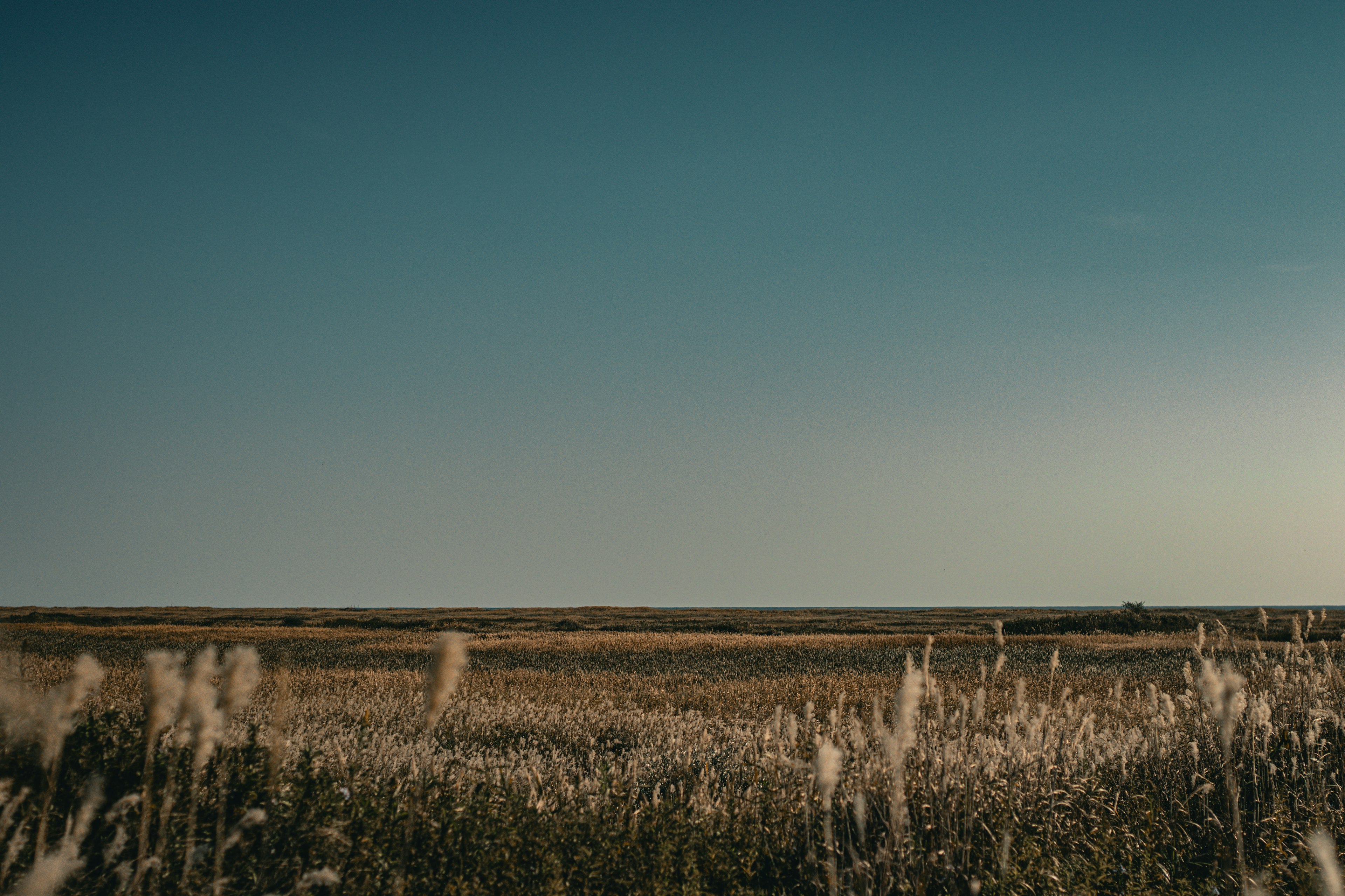 Vaste prairie sous un ciel bleu avec de l'herbe haute ondulant au vent