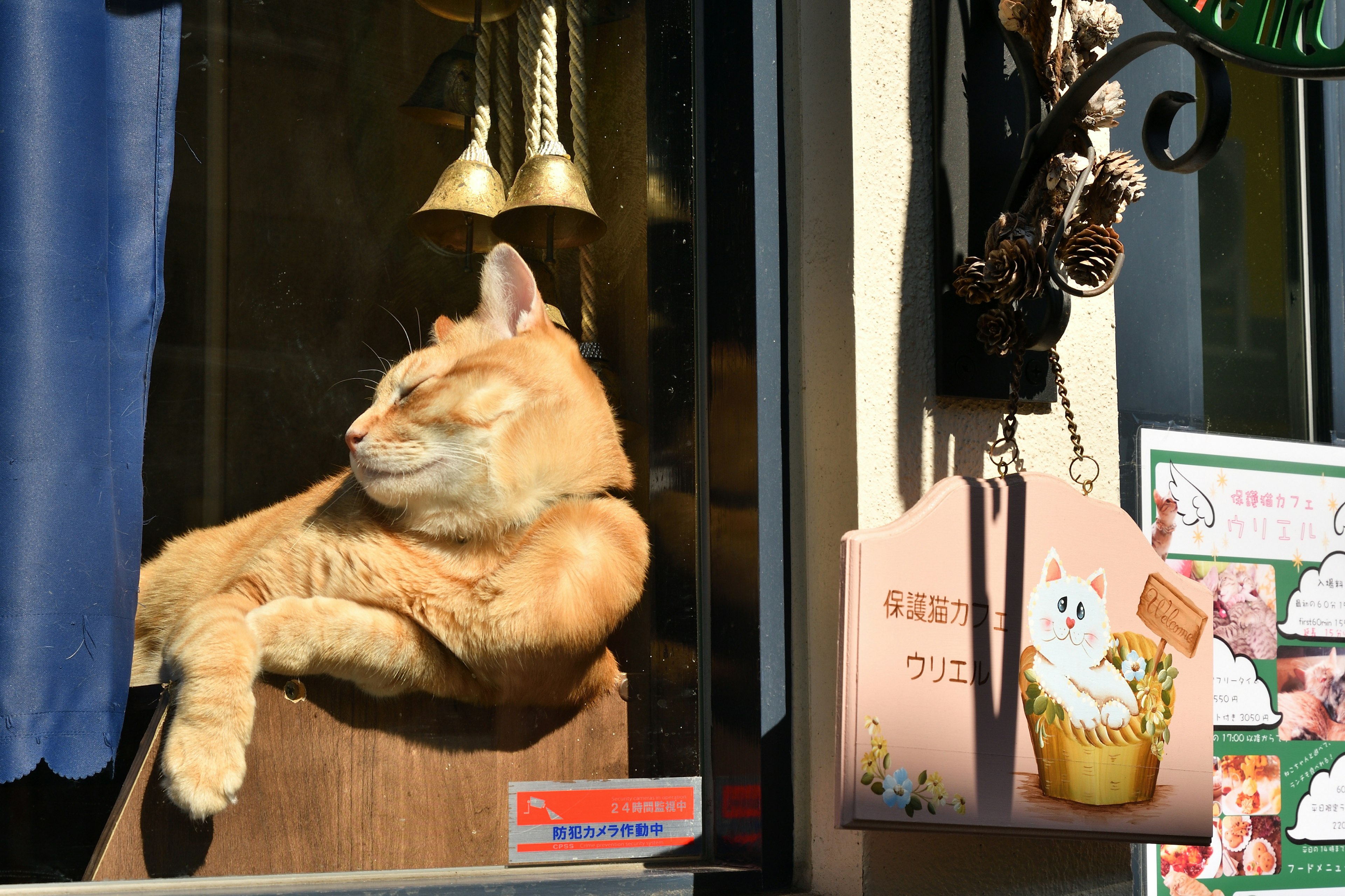 Orange cat lounging by the window with bells