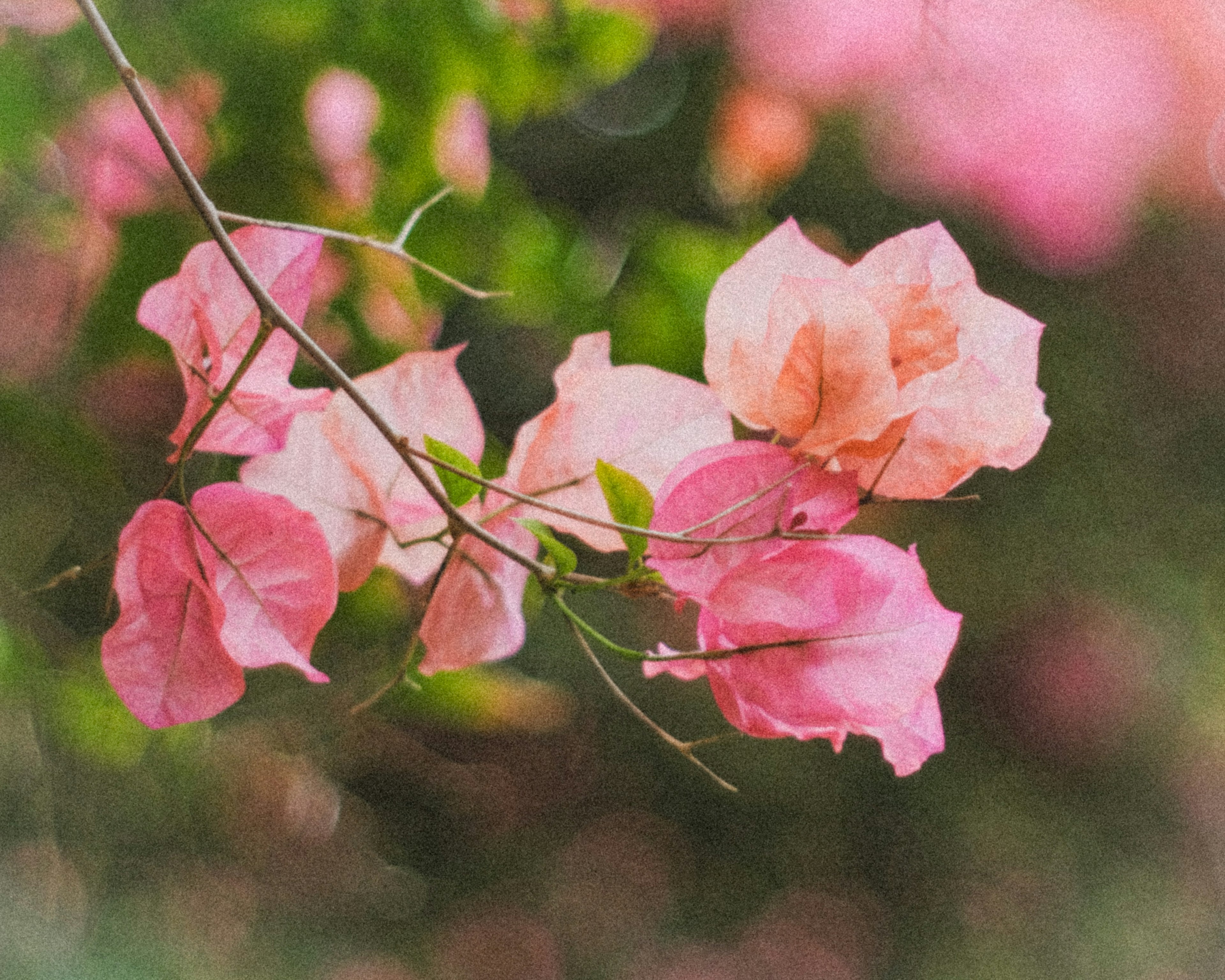 鮮やかなピンクのブーゲンビリアの花が枝に咲いている