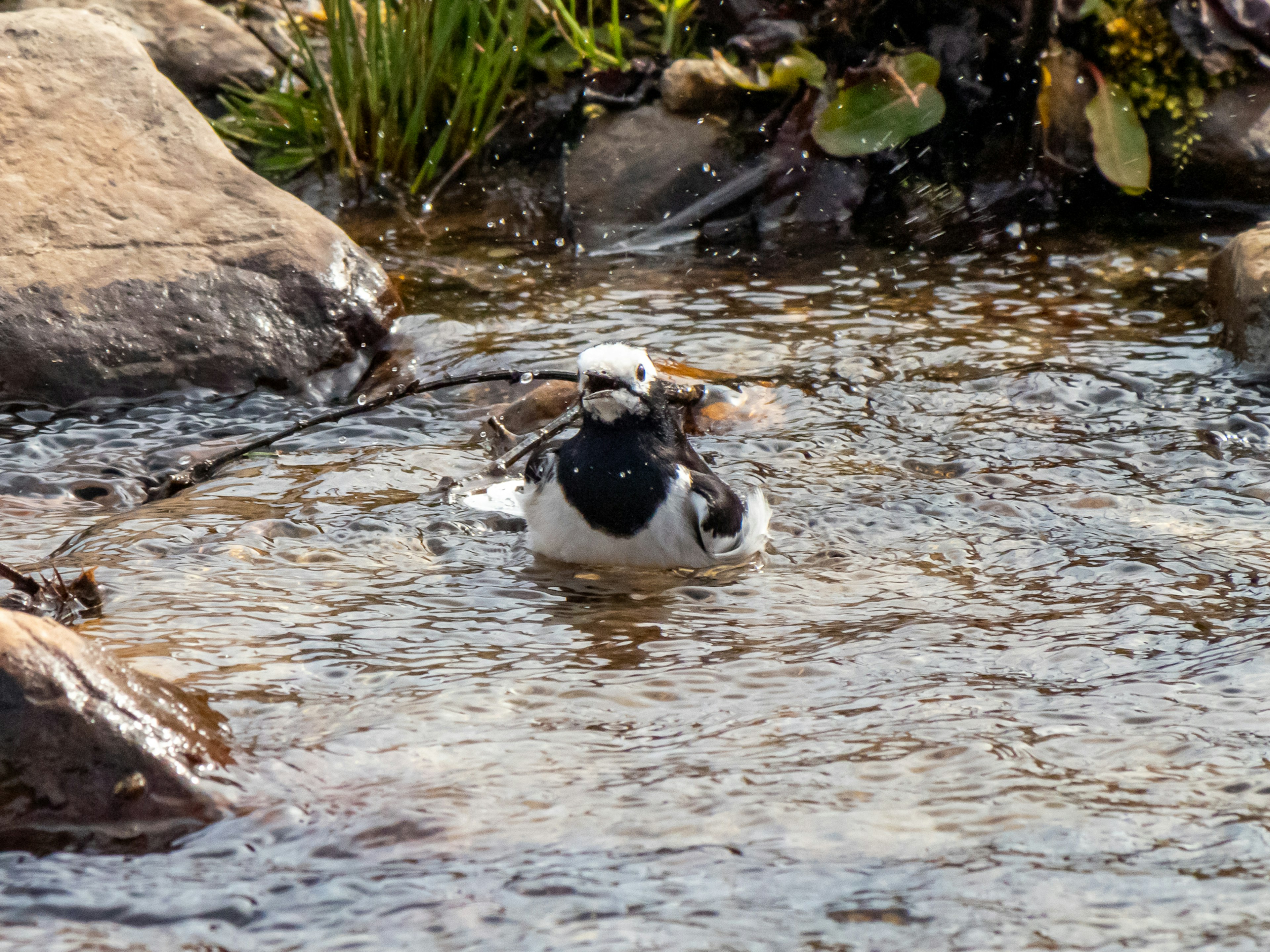 Ein enteähnlicher Vogel, der auf dem Wasser schwimmt, umgeben von Steinen