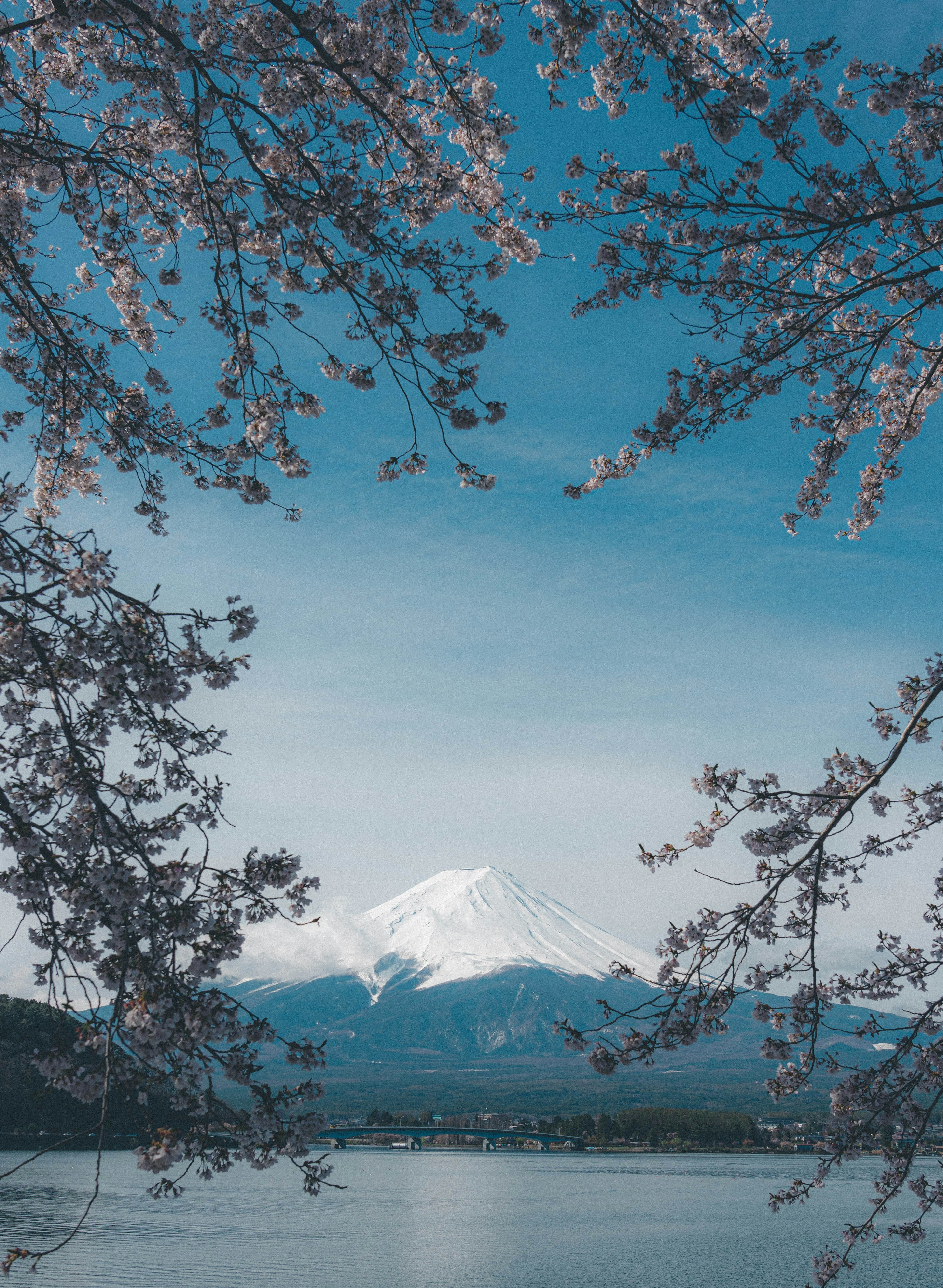 Scenic view of Mount Fuji framed by cherry blossoms