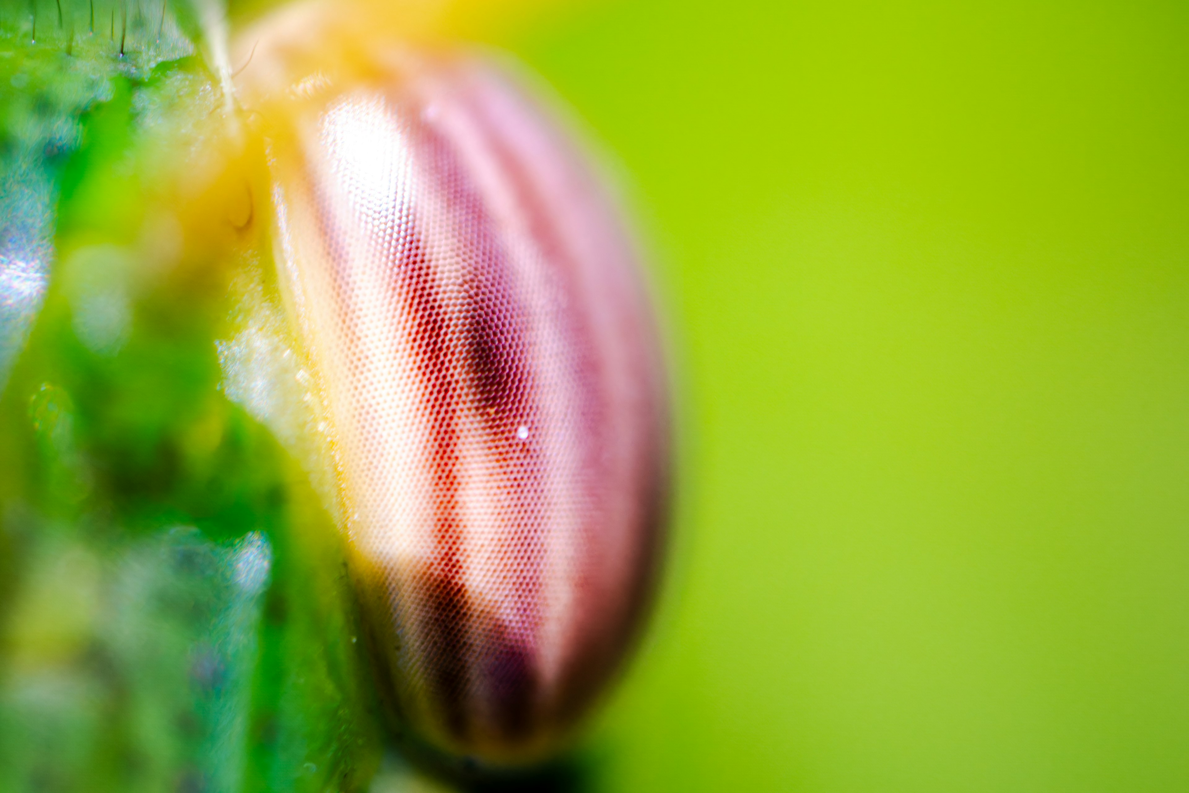 Close-up of a beetle with golden stripes against a green background