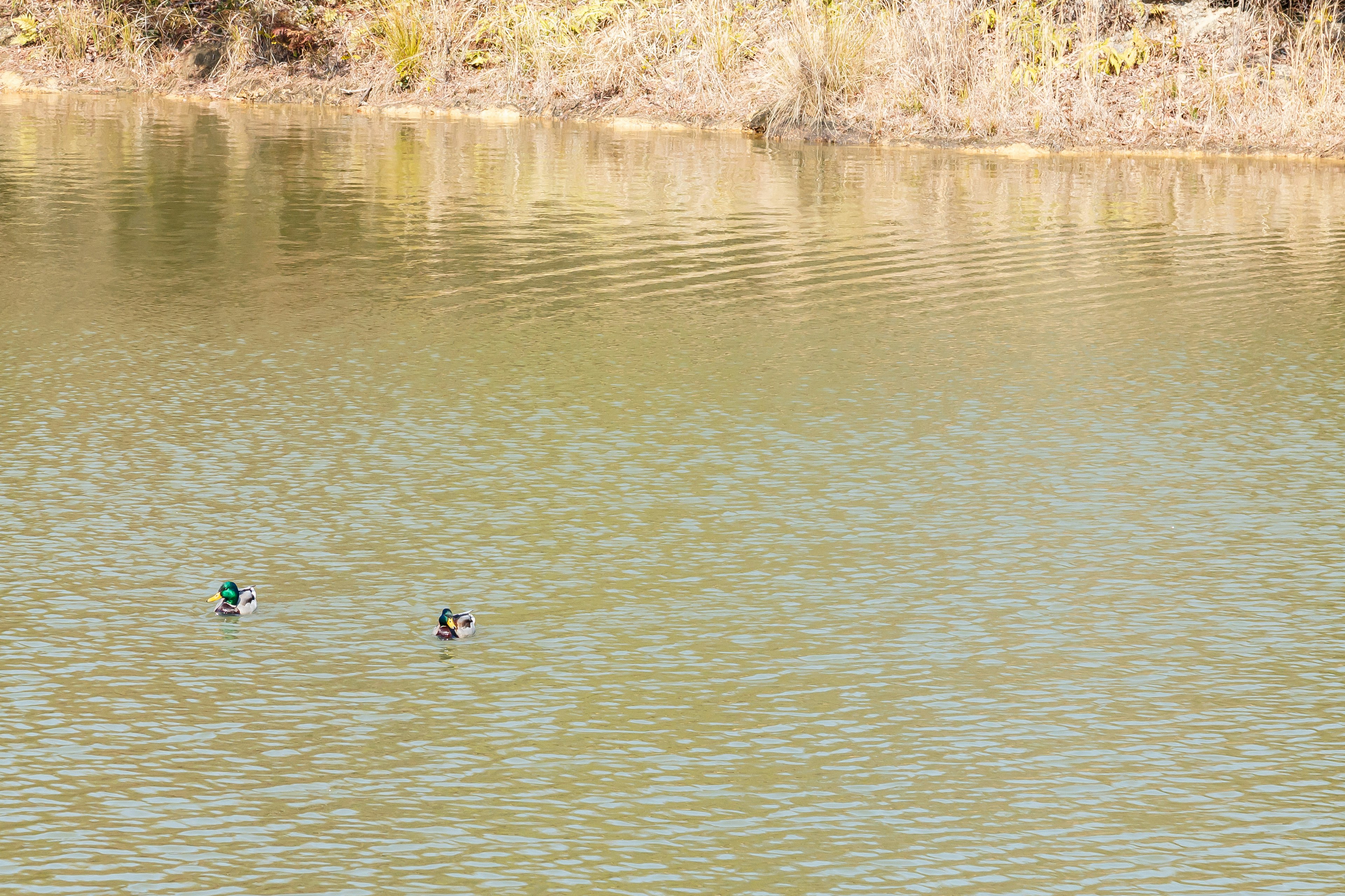 Dos patos nadando en la superficie del agua con un pato de cabeza verde notable