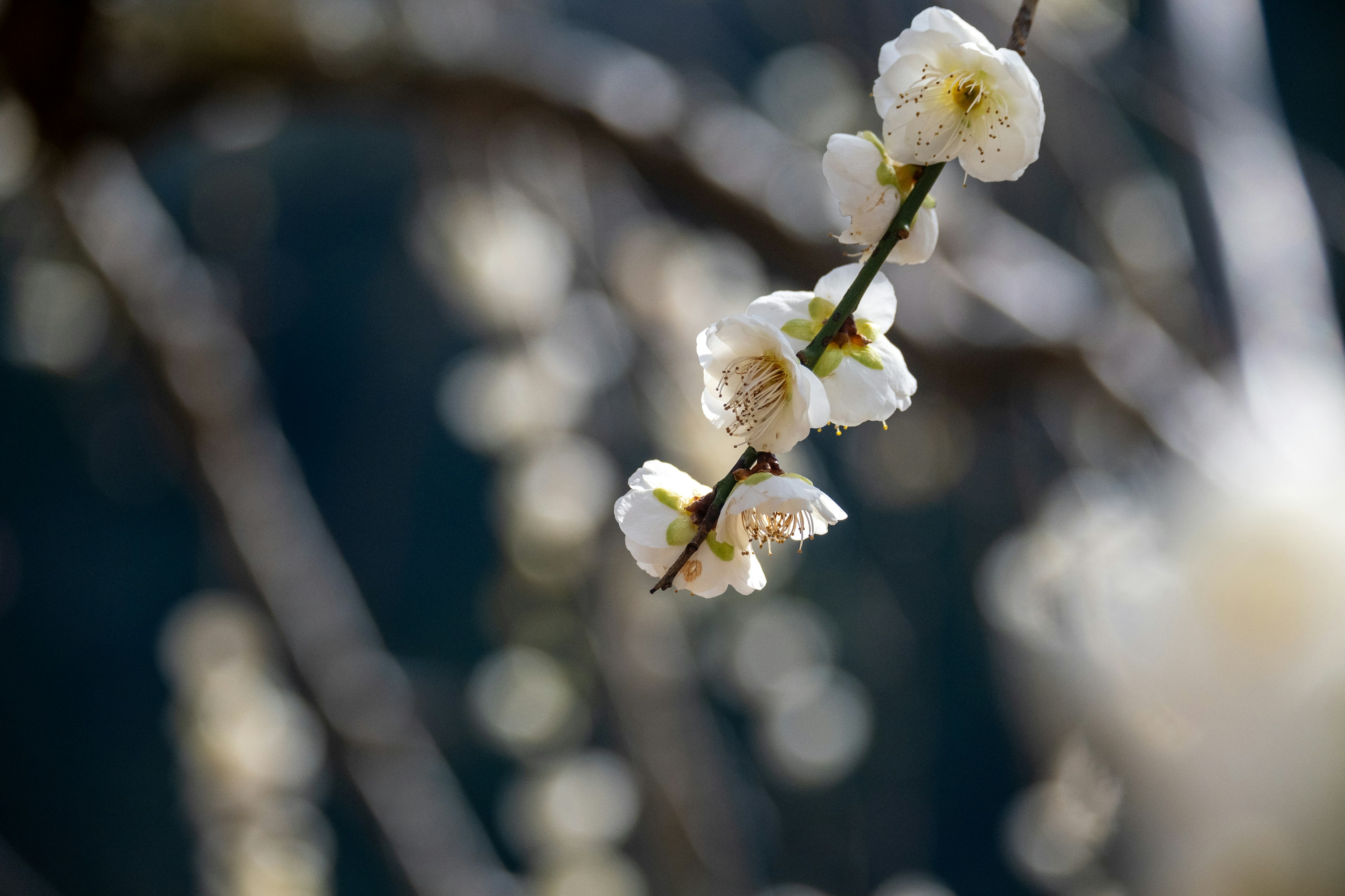 Close-up of a branch with white blossoms blurred background