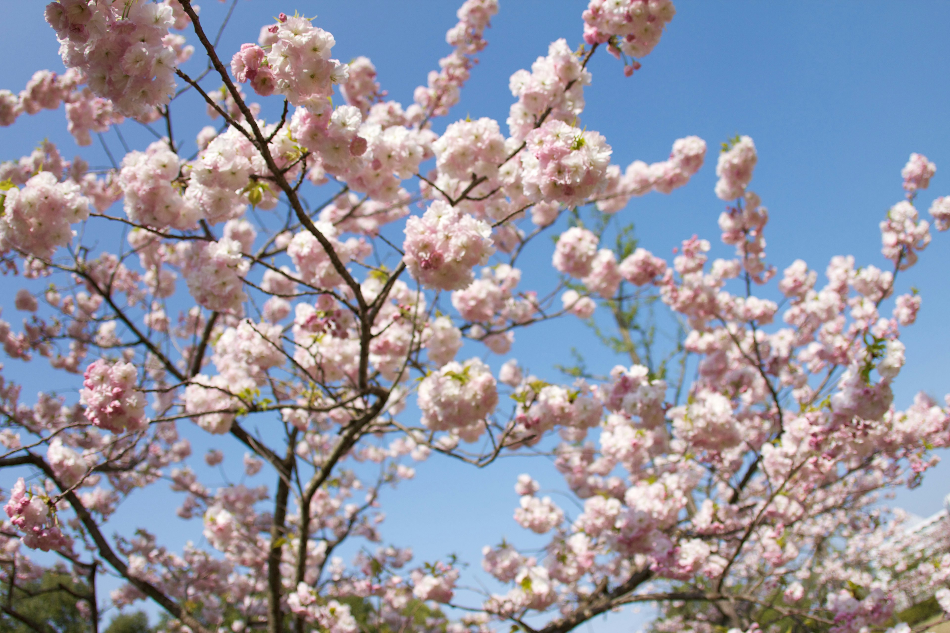 Dahan bunga sakura yang mekar di bawah langit biru yang cerah