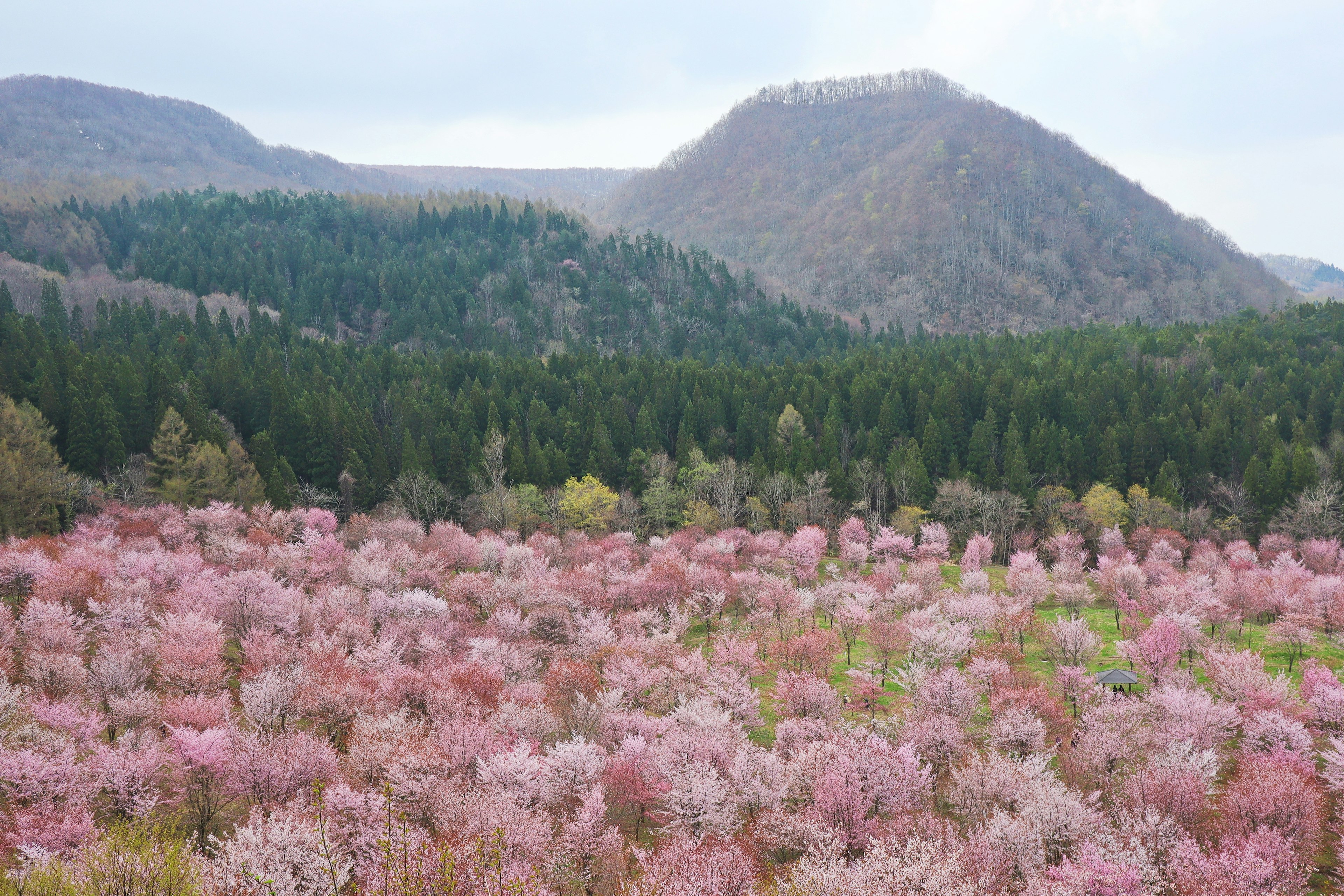 ทิวทัศน์ที่สวยงามพร้อมดอกซากุระบานและภูเขาสีเขียว