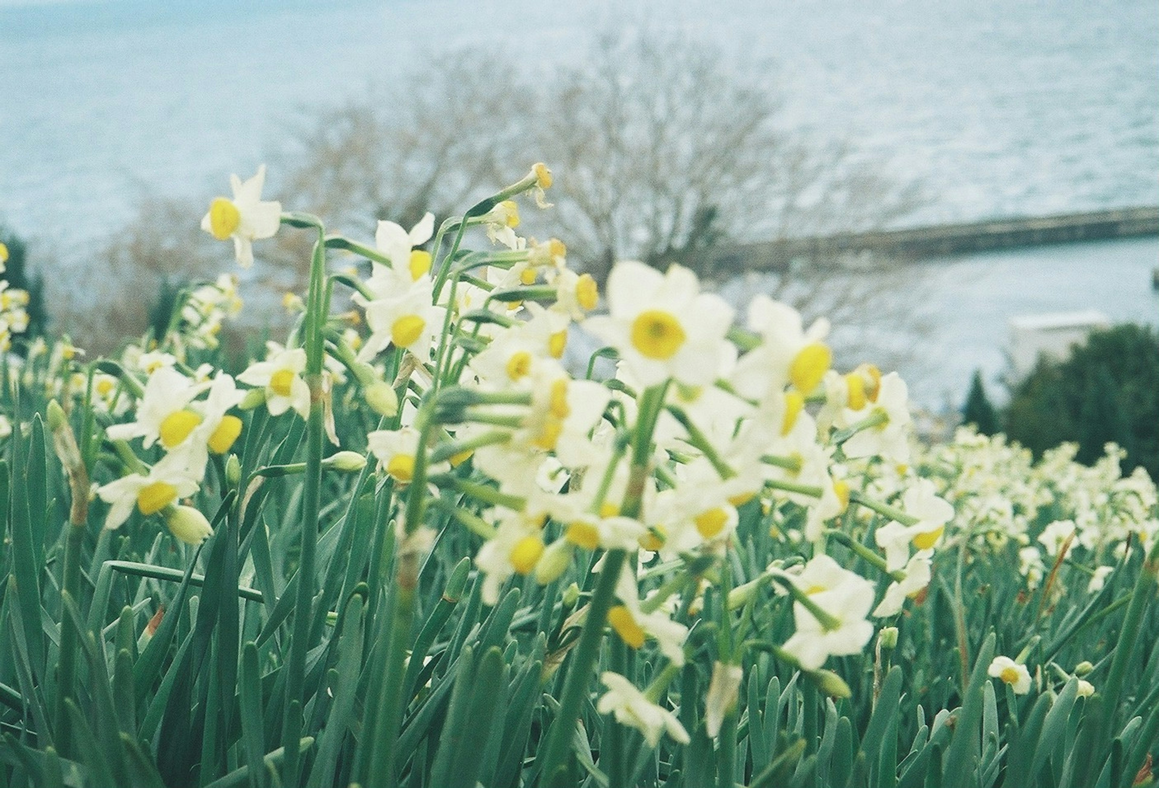 Pemandangan dengan bunga daffodil kuning mekar di latar belakang air yang tenang