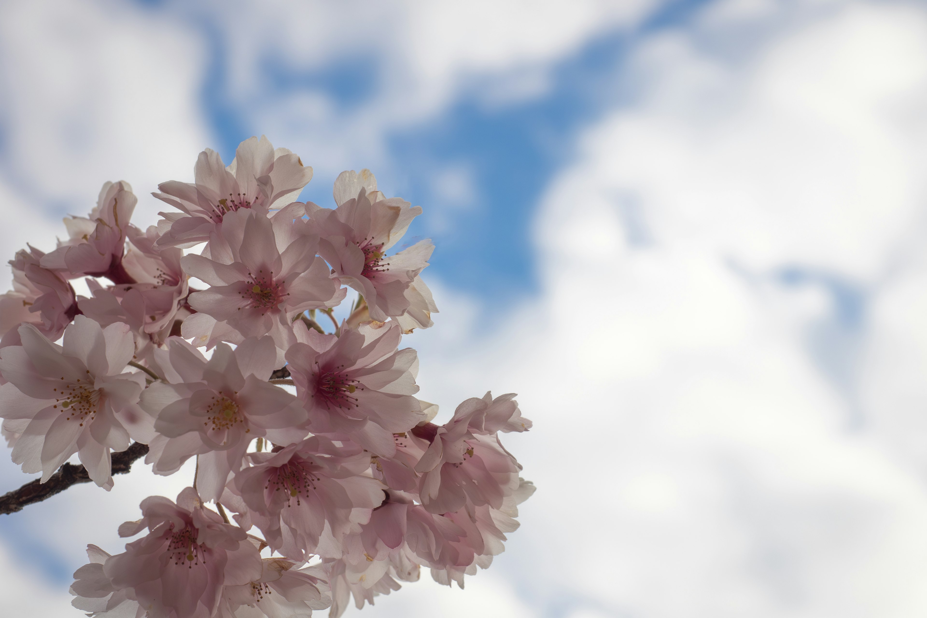 Fleurs de cerisier contre un fond de ciel bleu et de nuages blancs