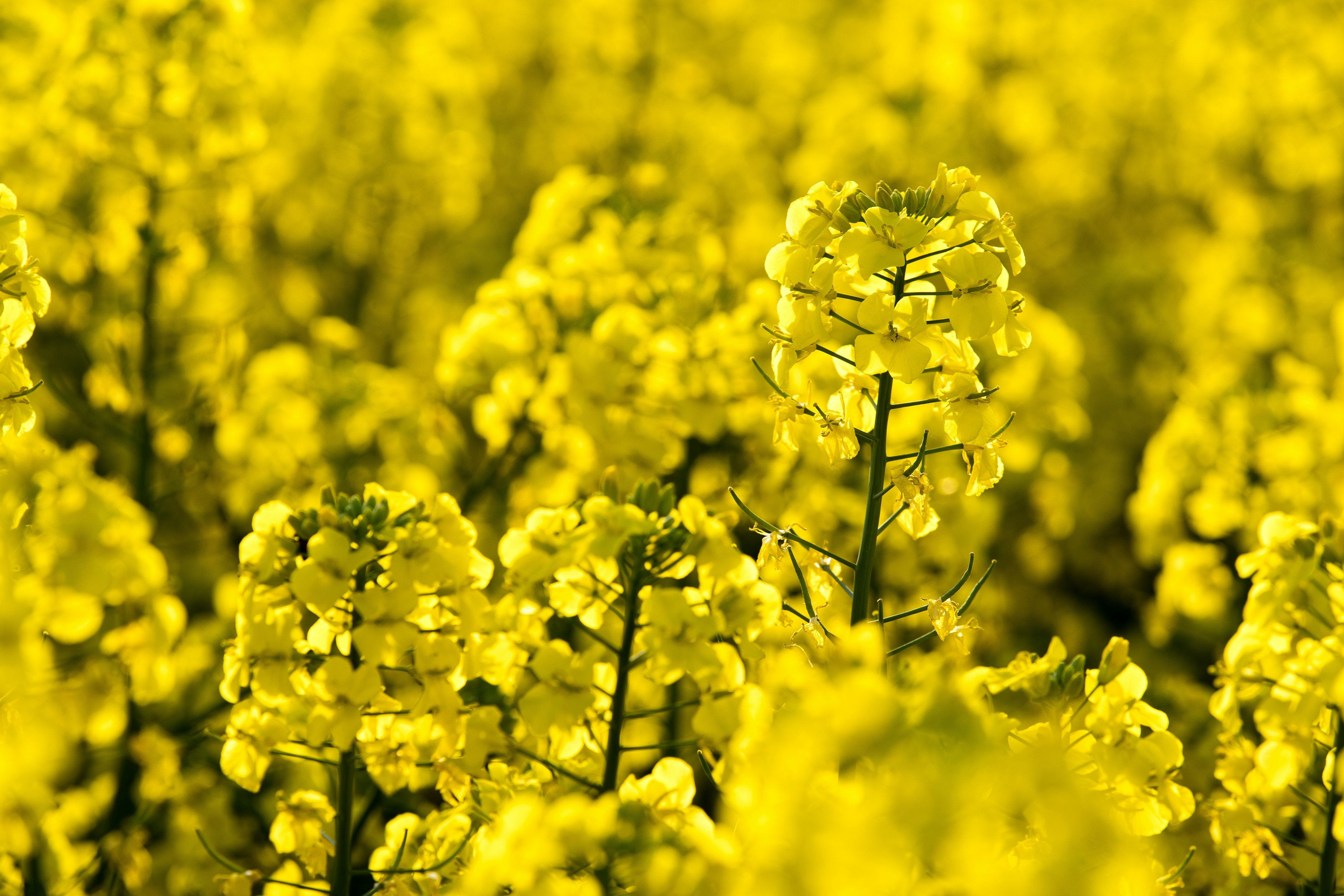 Vibrant yellow rapeseed flowers in a field