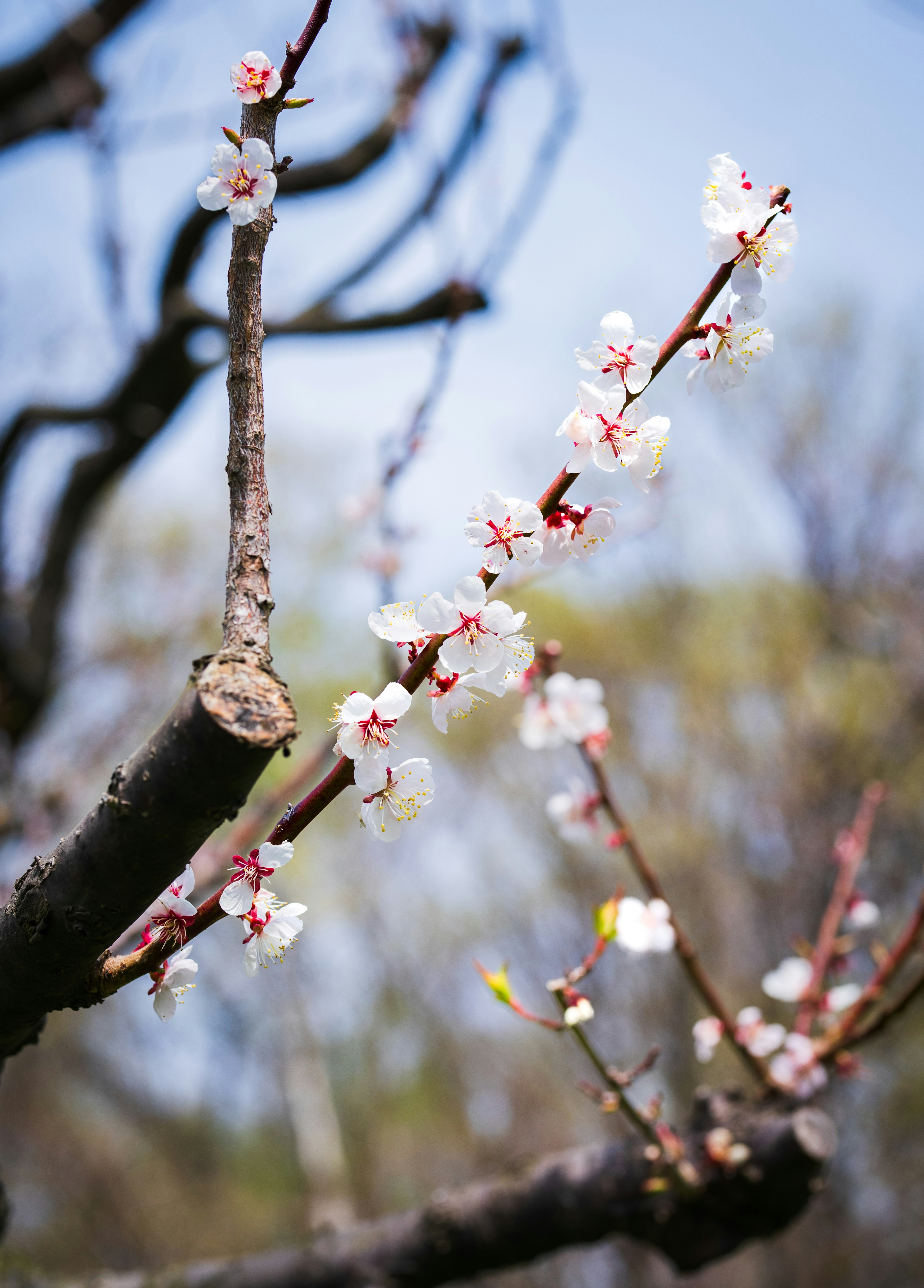 Cabang bunga sakura di latar belakang langit biru