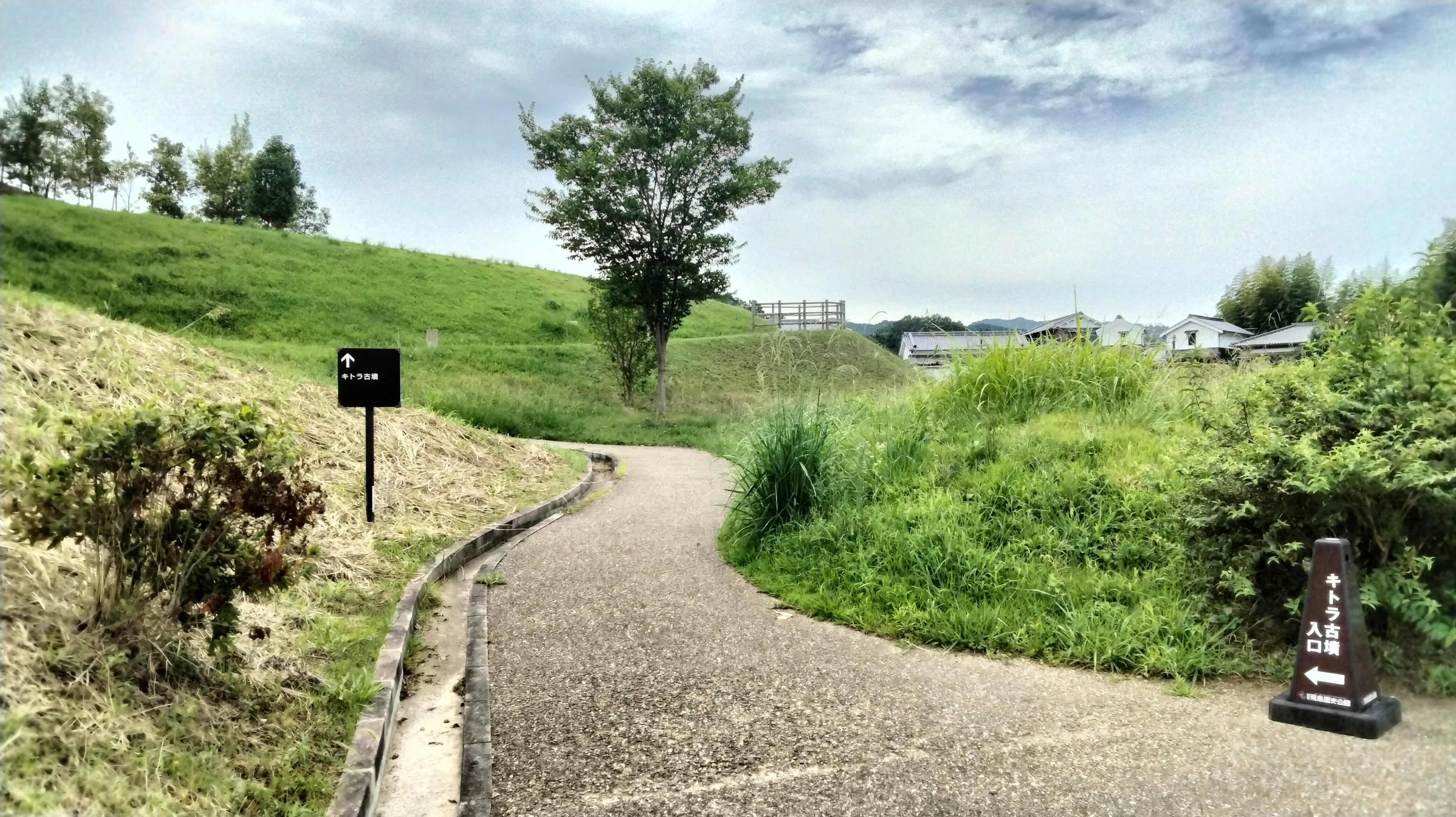 蜿蜒小路与绿色丘陵和树木的风景