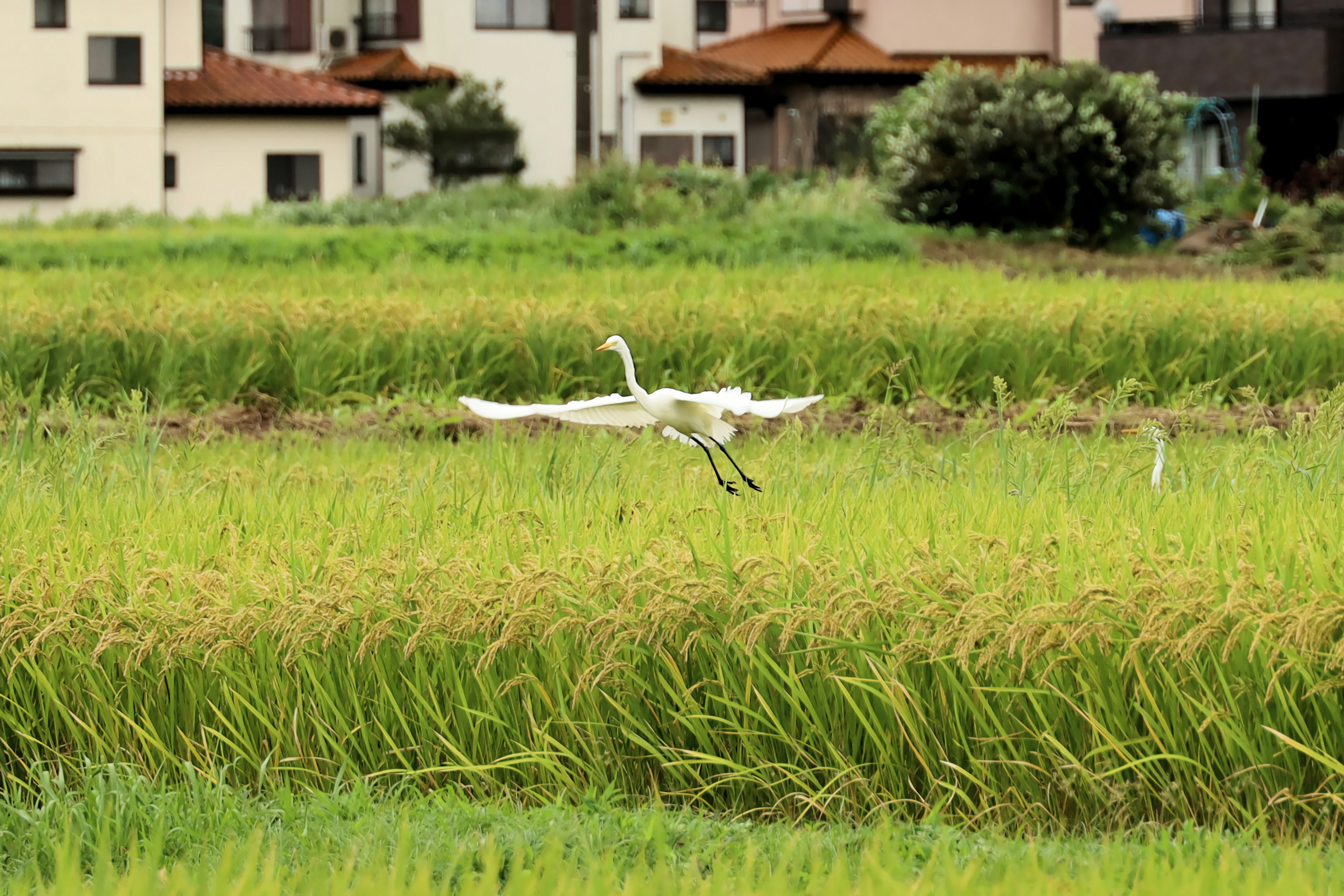 Un airone bianco che vola sopra risaie verdi