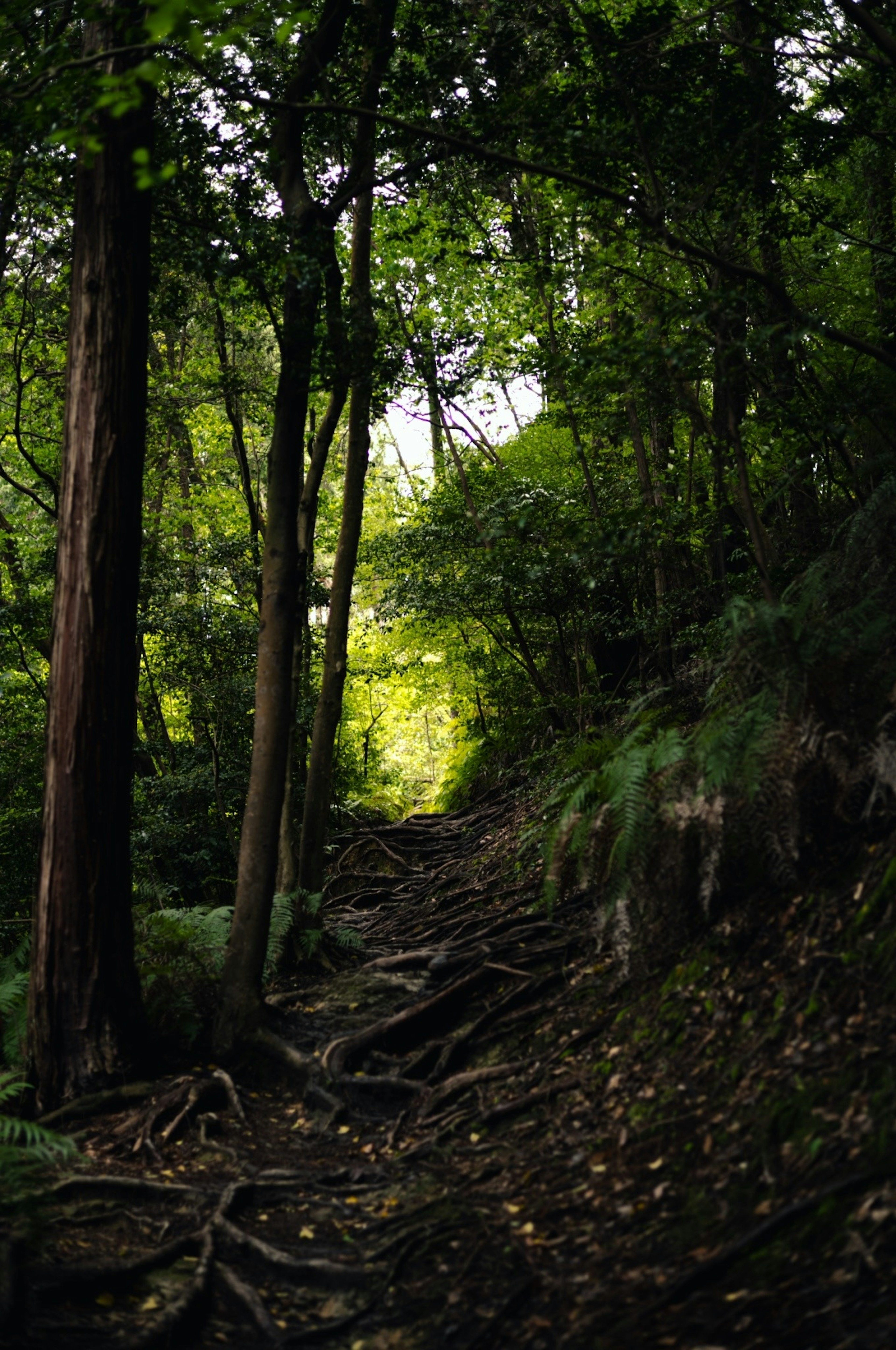 Un chemin forestier avec des racines exposées et une végétation luxuriante