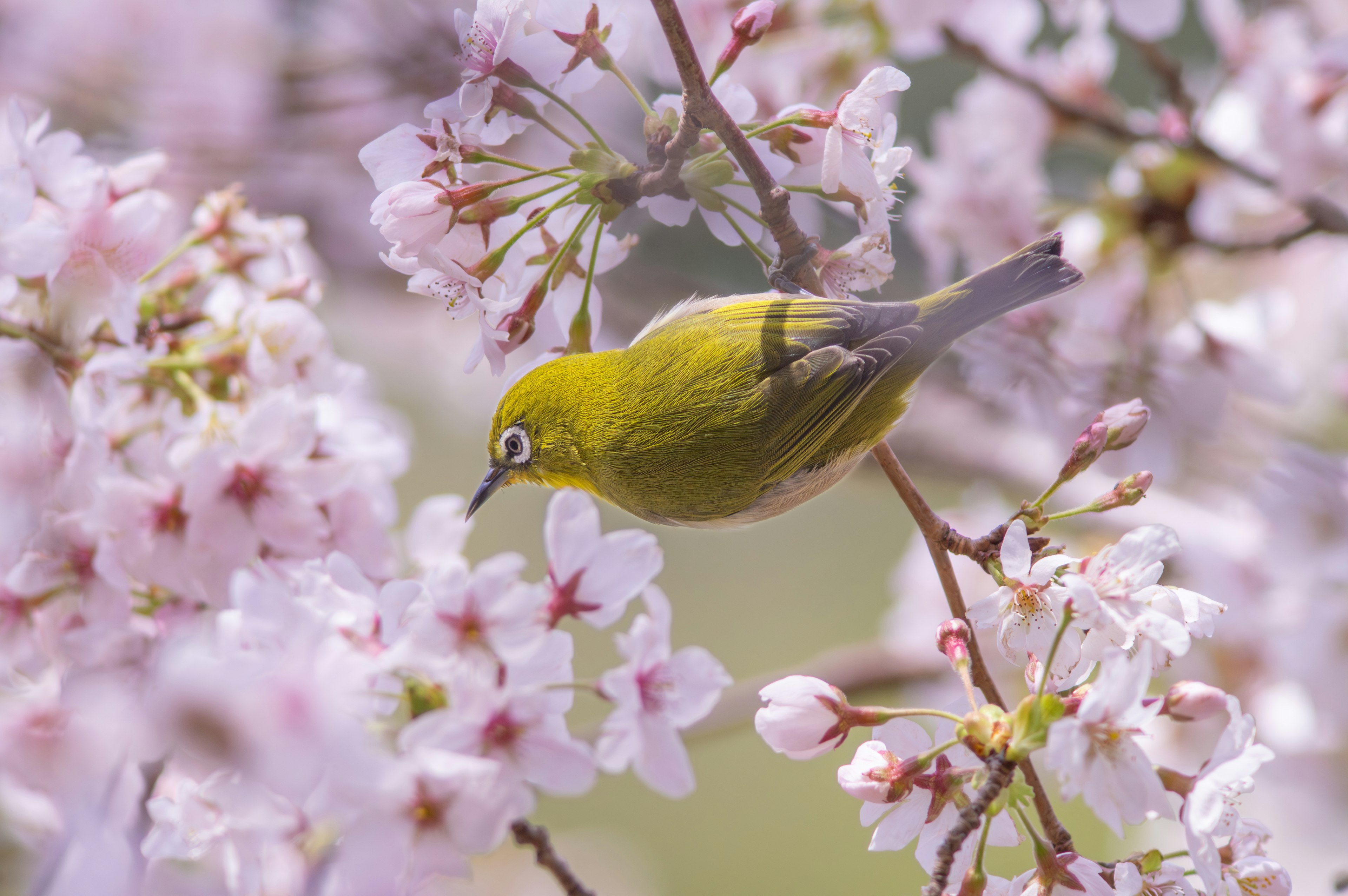 A small yellow bird perched among pink cherry blossoms