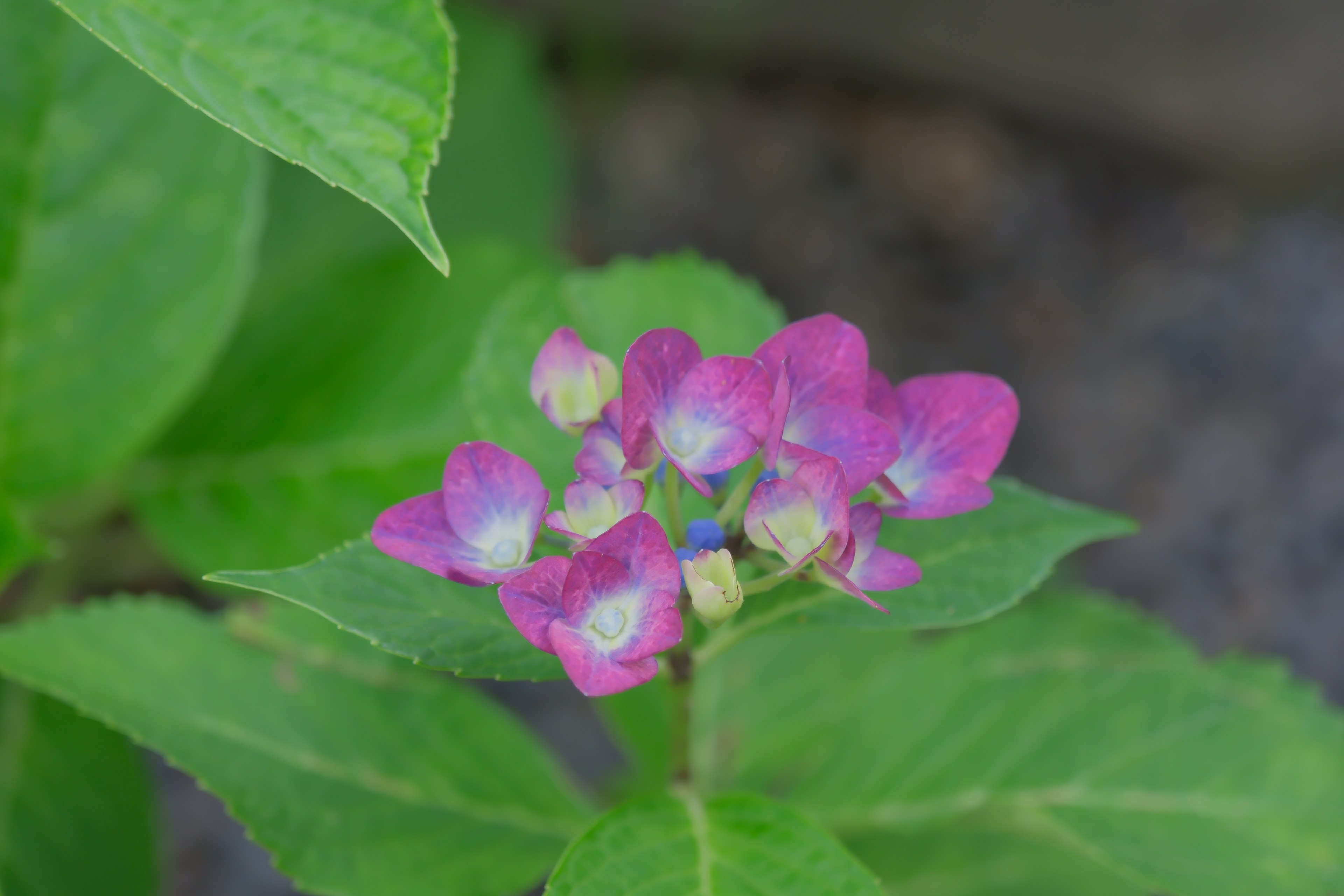 Lila Blumen, die zwischen den grünen Blättern einer Pflanze blühen