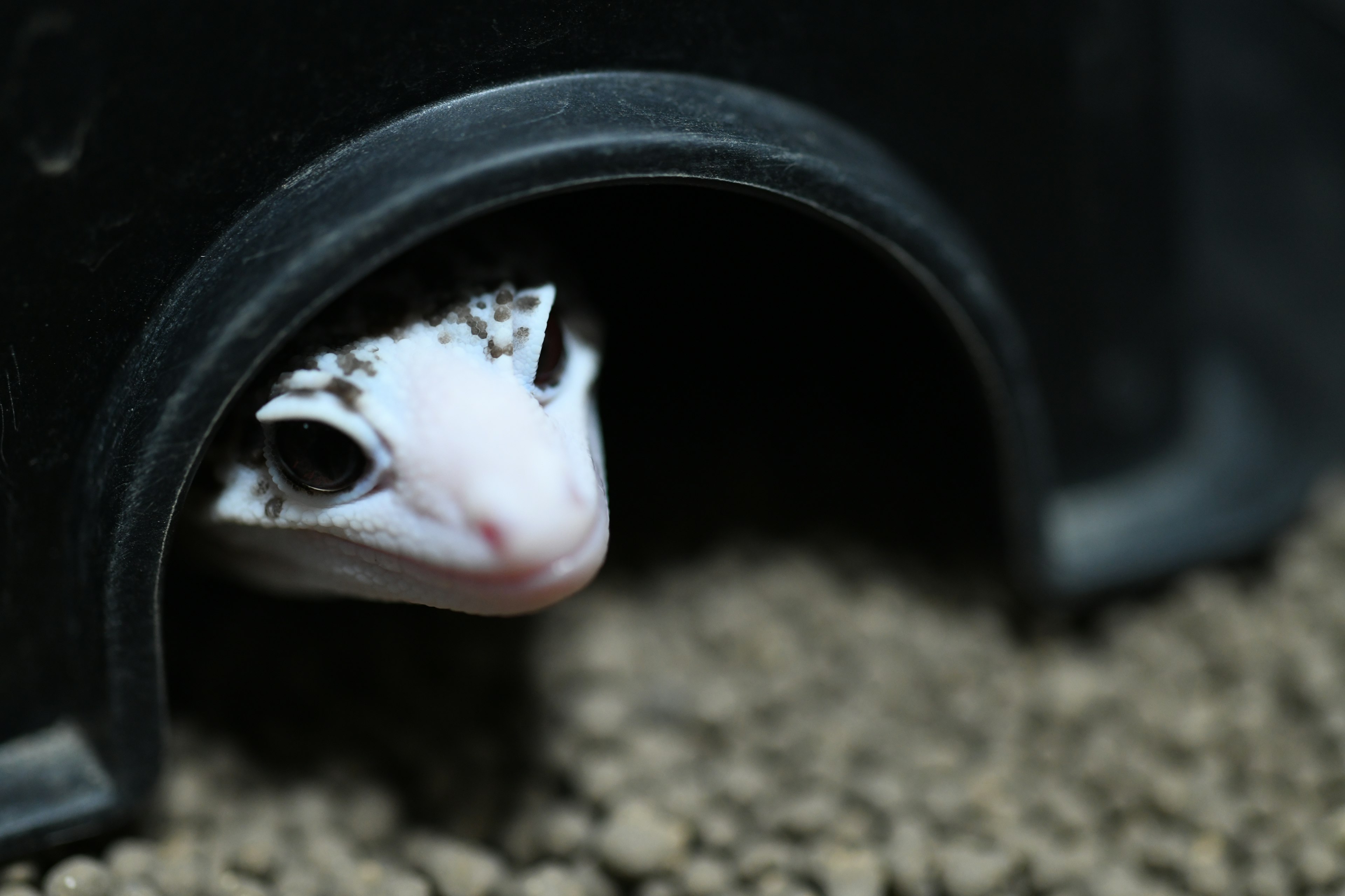 Un lézard blanc émergeant de l'ouverture d'un conteneur noir