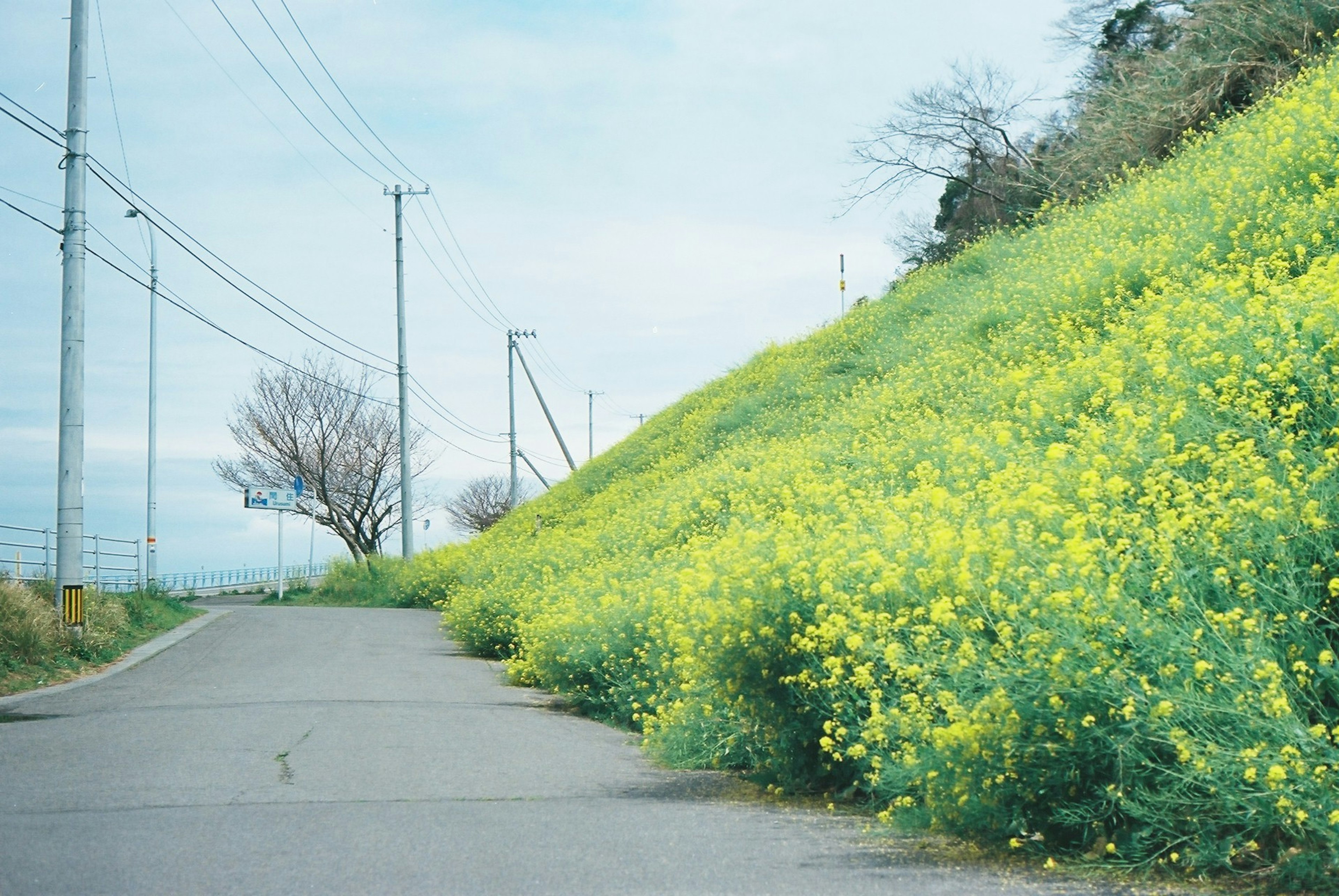 黄色い花が咲く丘と道路の風景