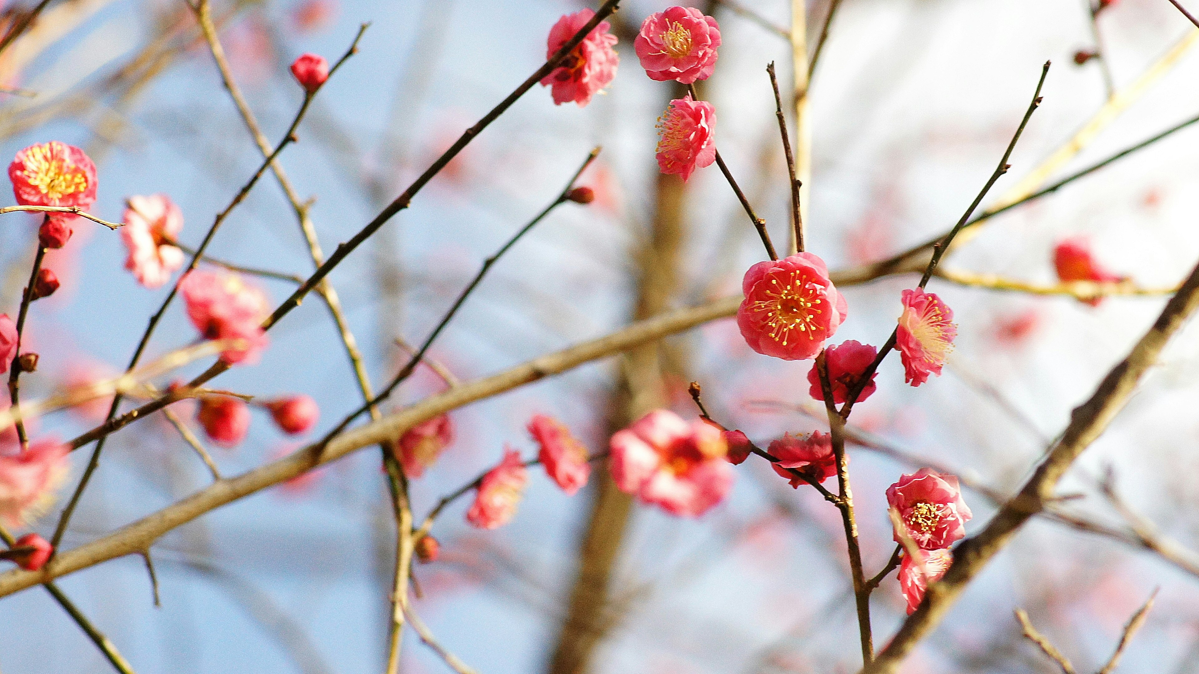 Branches of plum blossoms under a clear blue sky