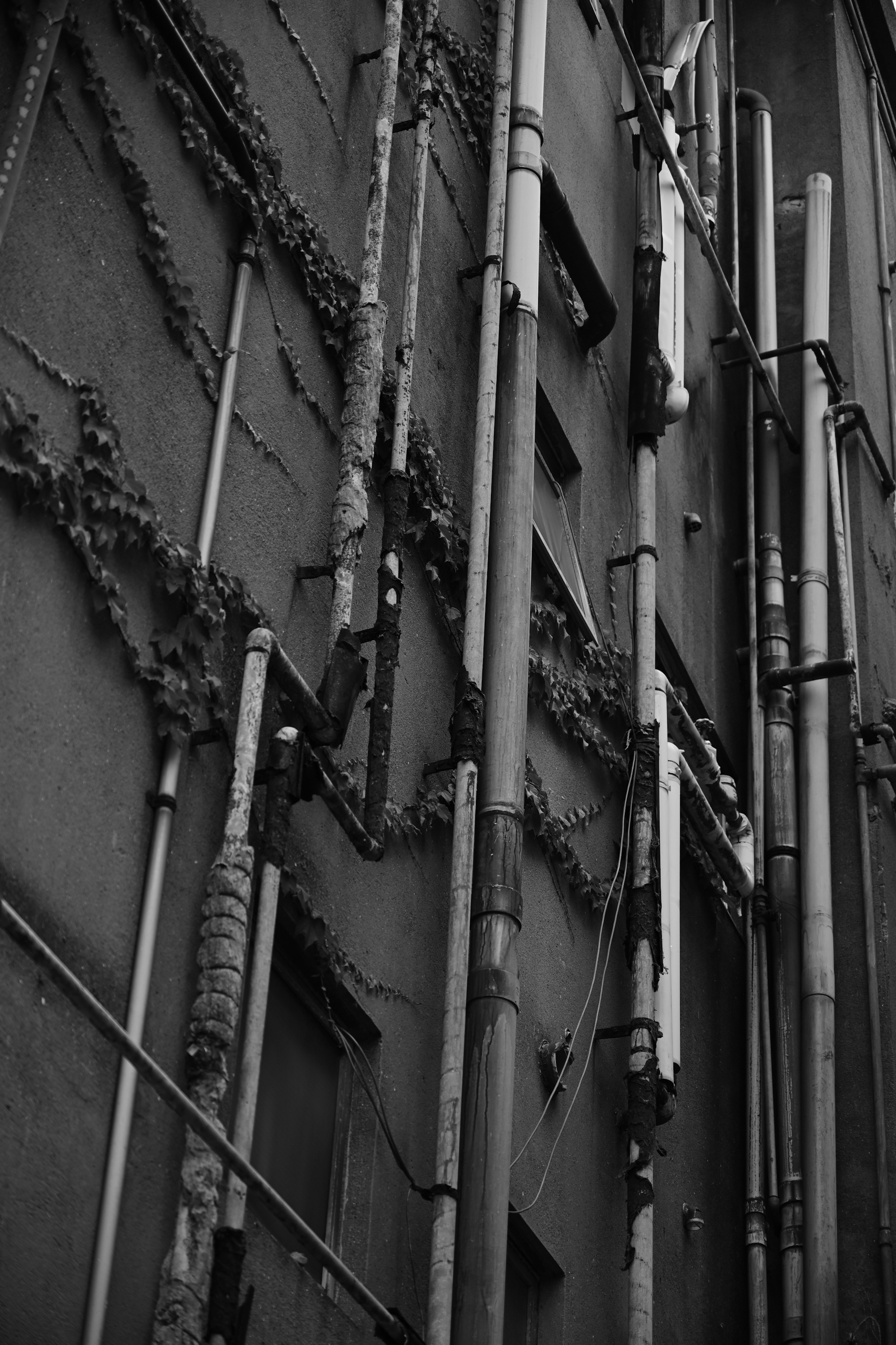 Detailed view of pipes and ivy along a building wall