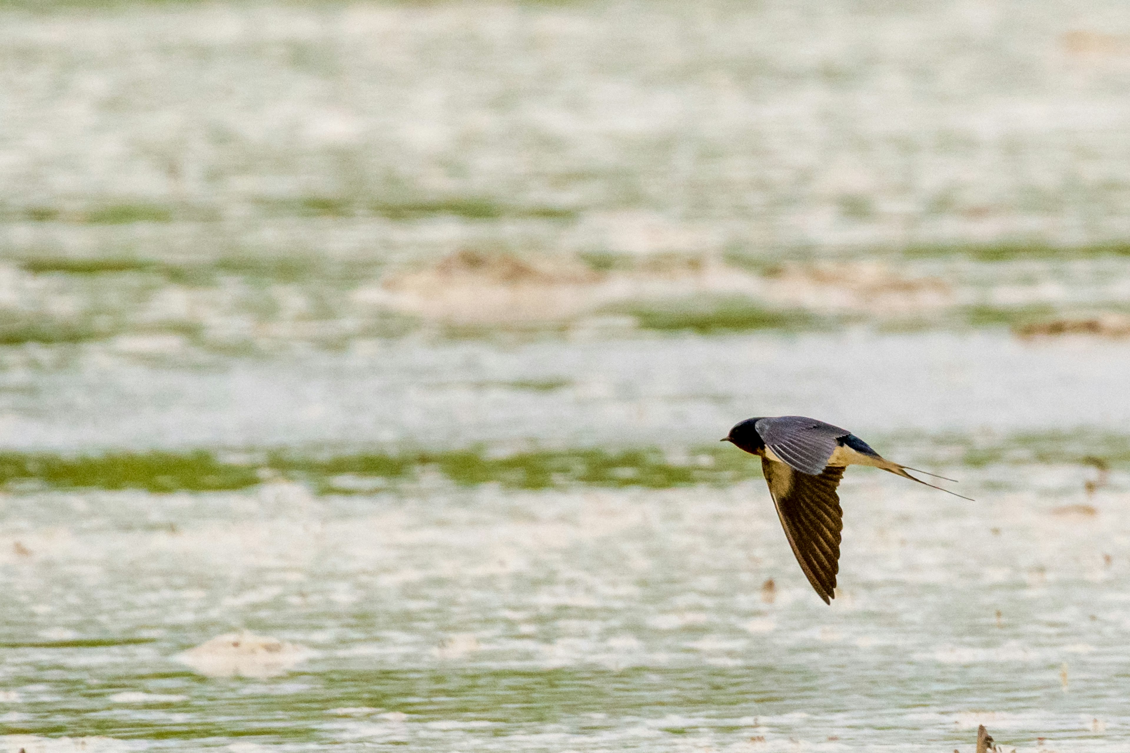 Seekor burung terbang di atas permukaan air