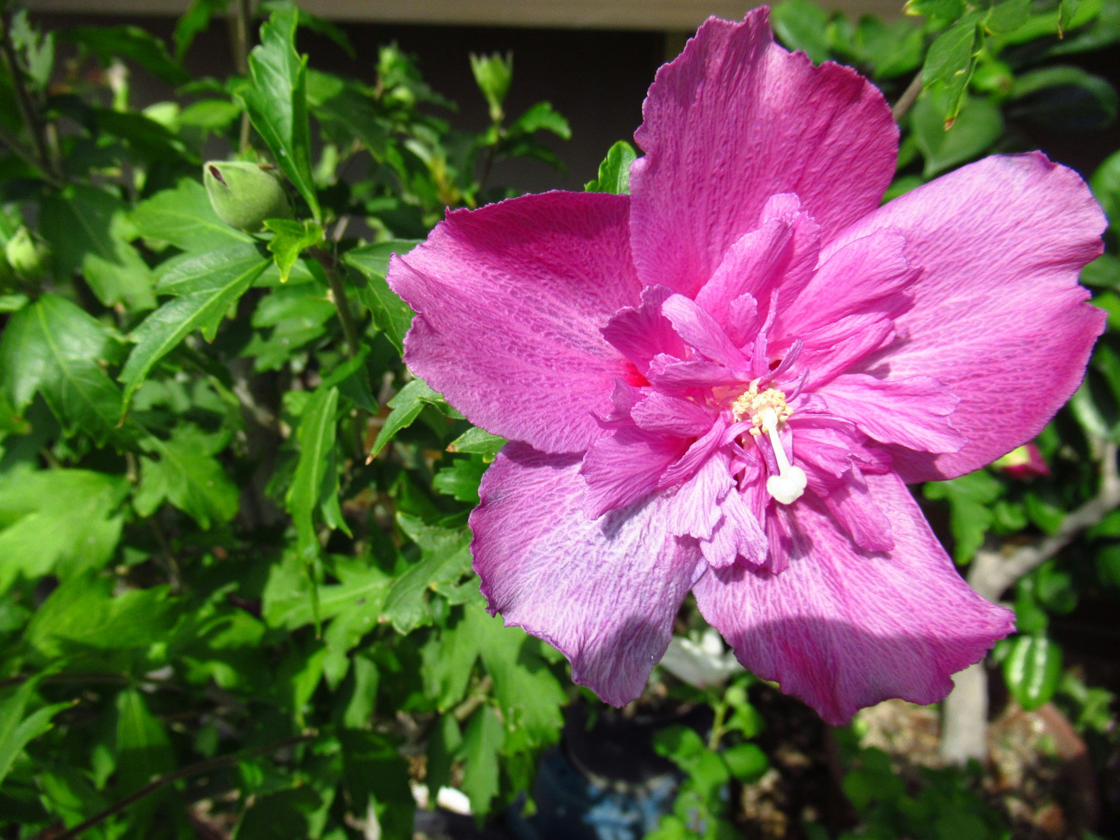 Lebendige rosa Blume umgeben von grünen Blättern