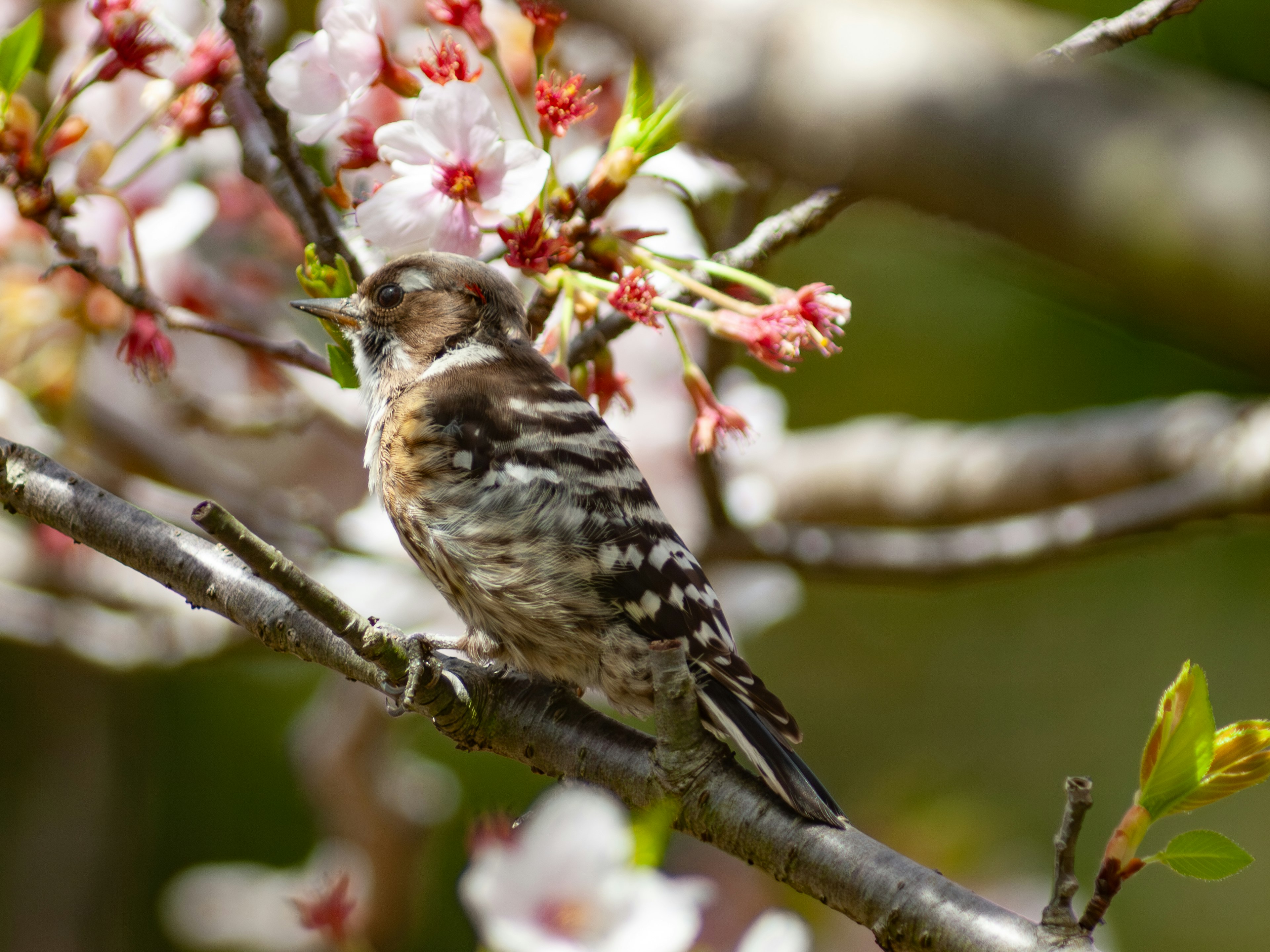 Un pequeño pájaro posado cerca de las flores de cerezo