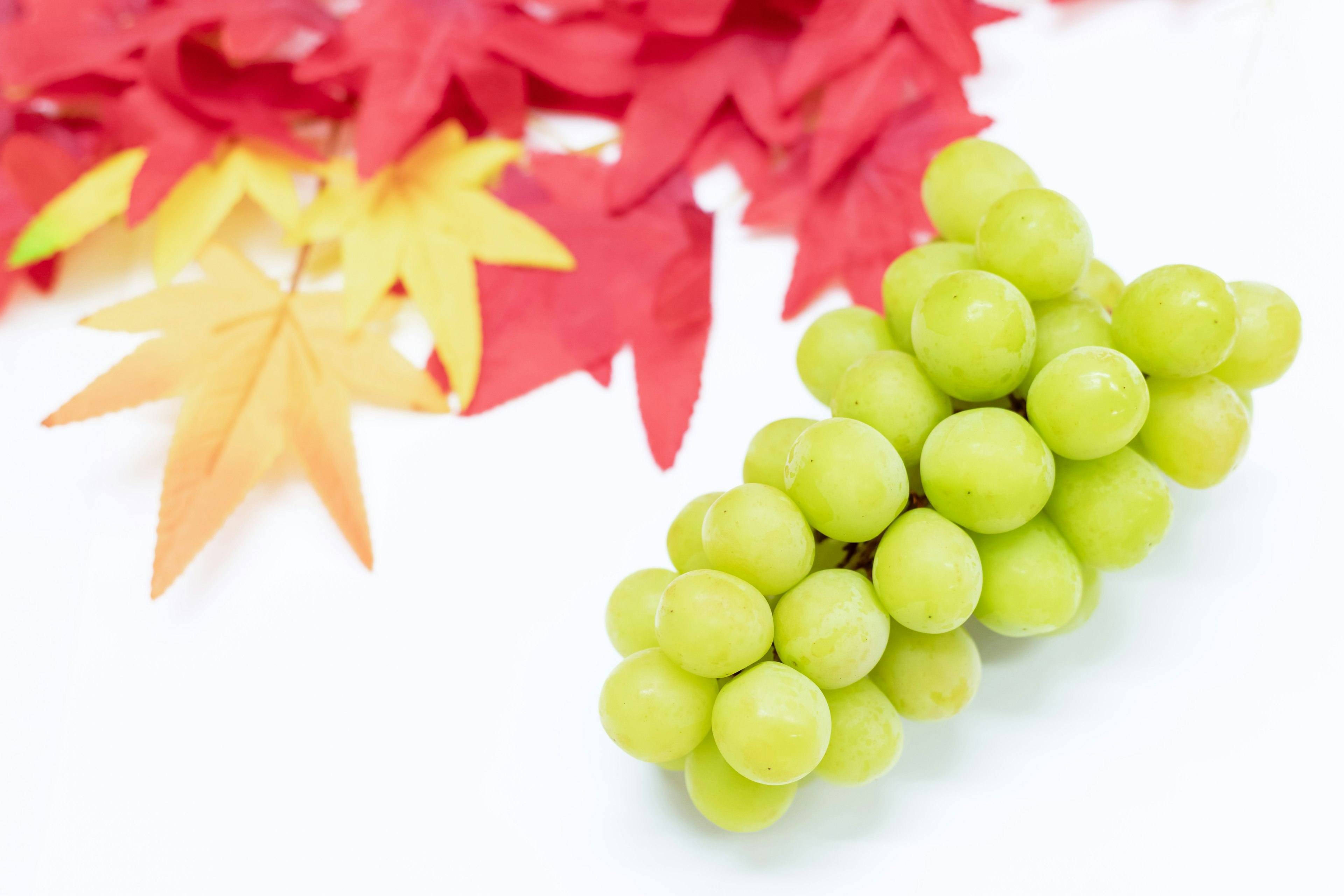 Cluster of green grapes with vibrant red autumn leaves