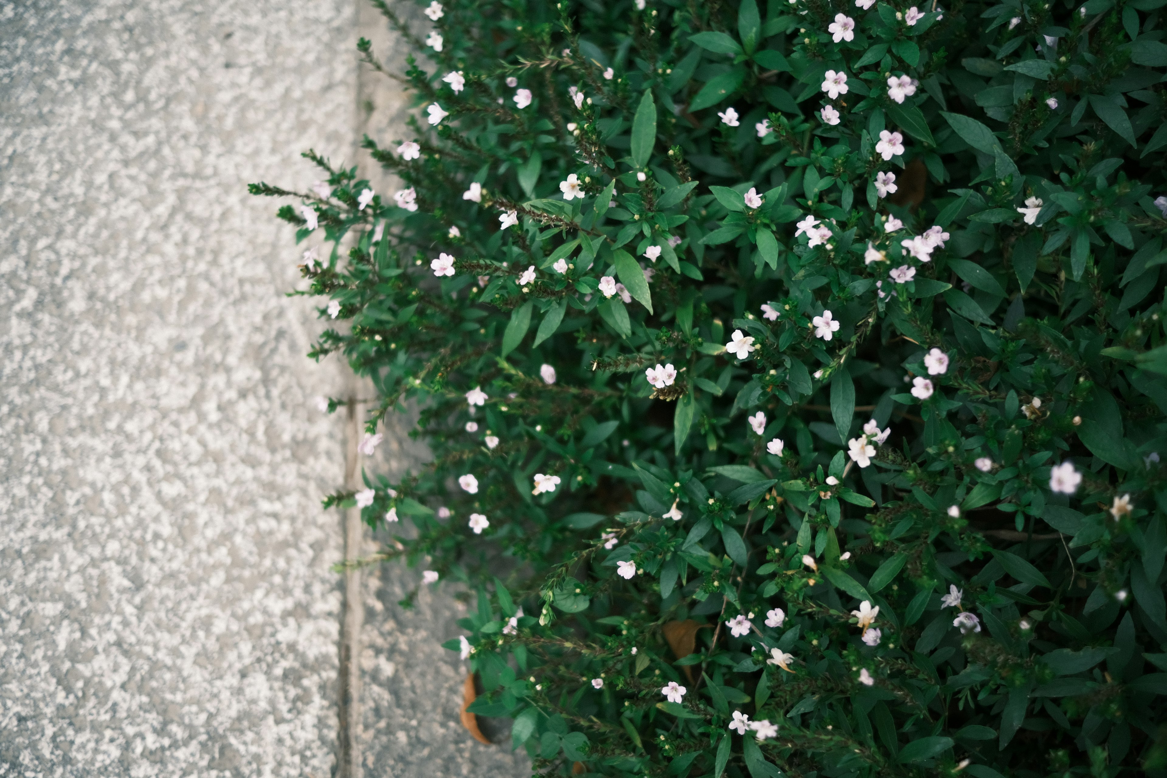 Nahaufnahme einer niedrigen grünen Pflanze mit weißen Blüten