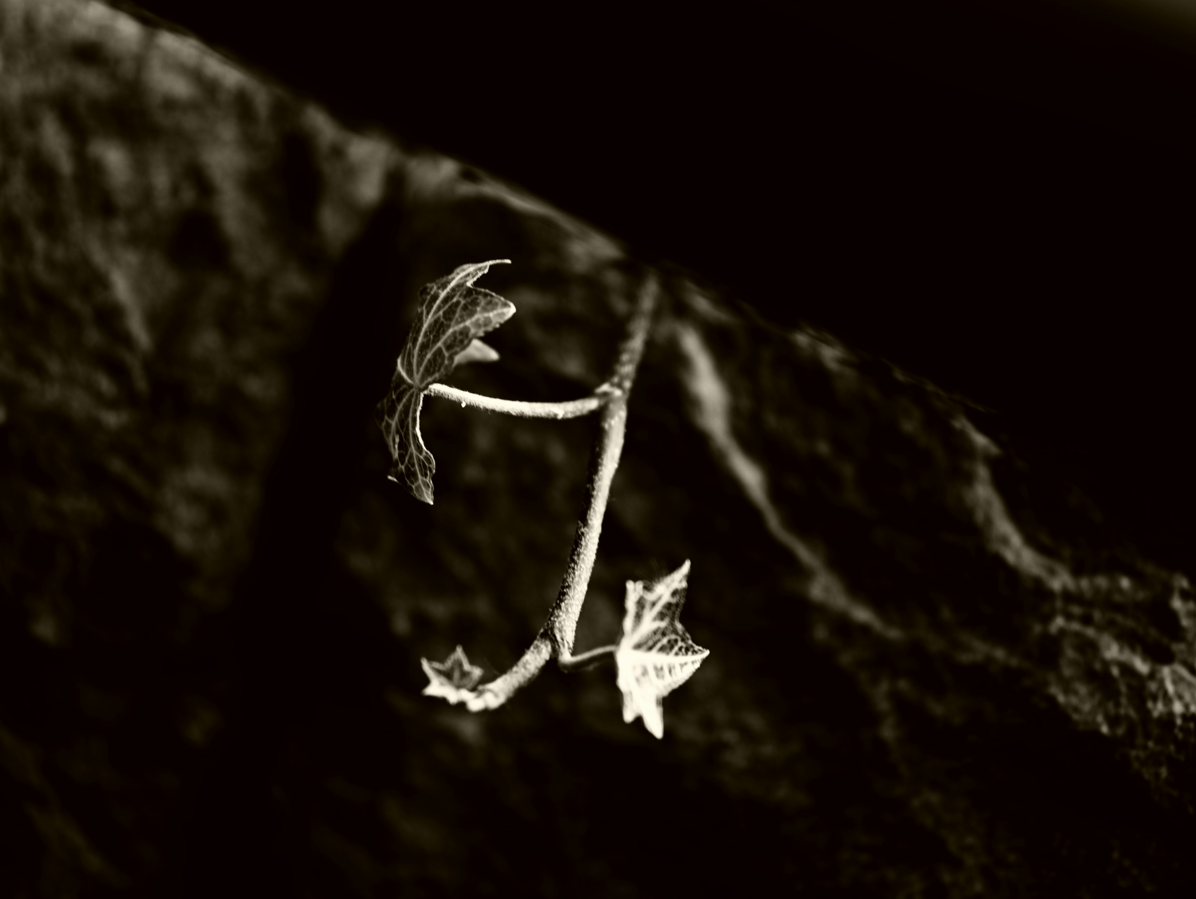 Une composition simple de feuilles noir et blanc sur une roche