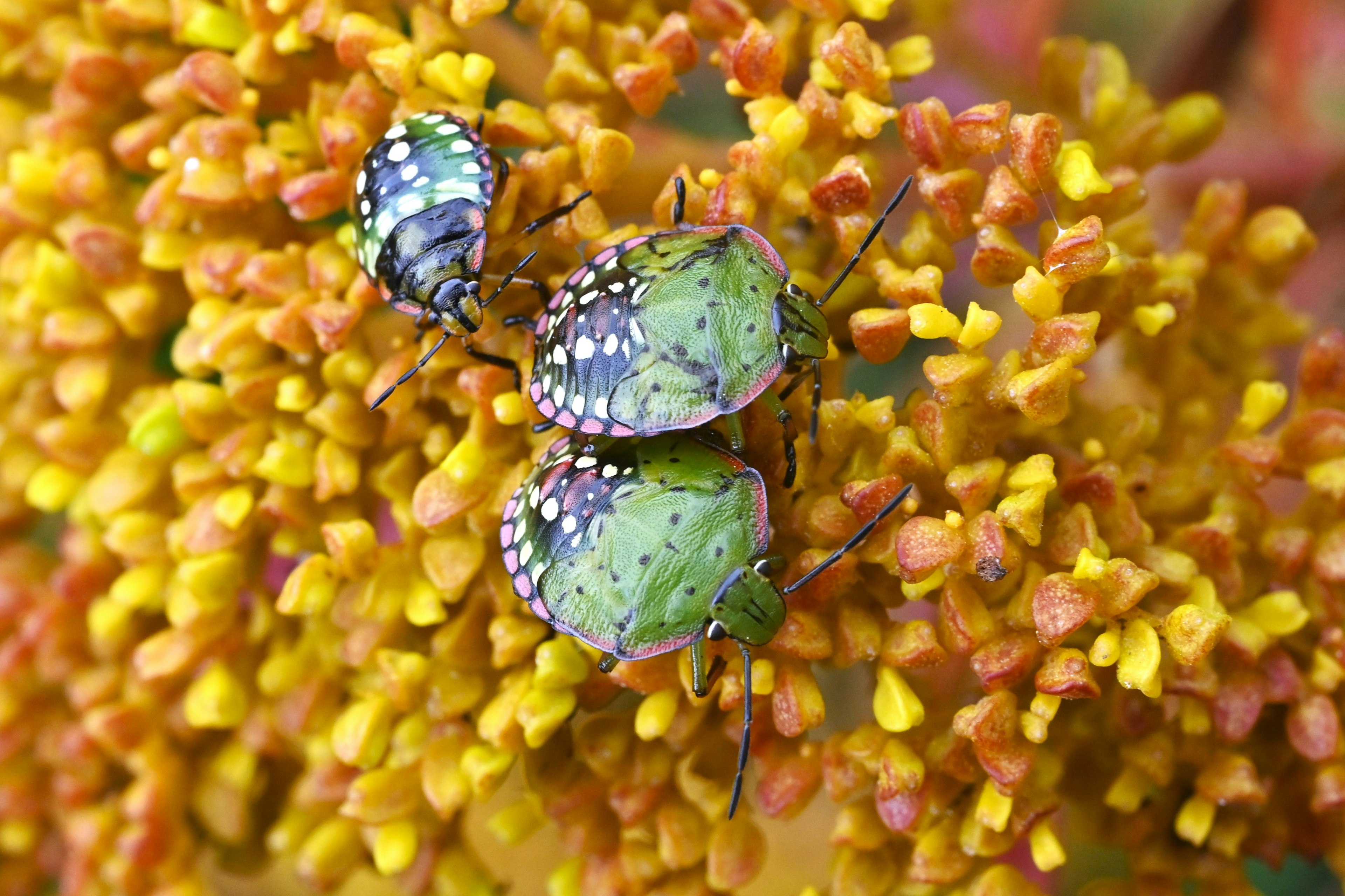 Coléoptères verts sur une fleur colorée