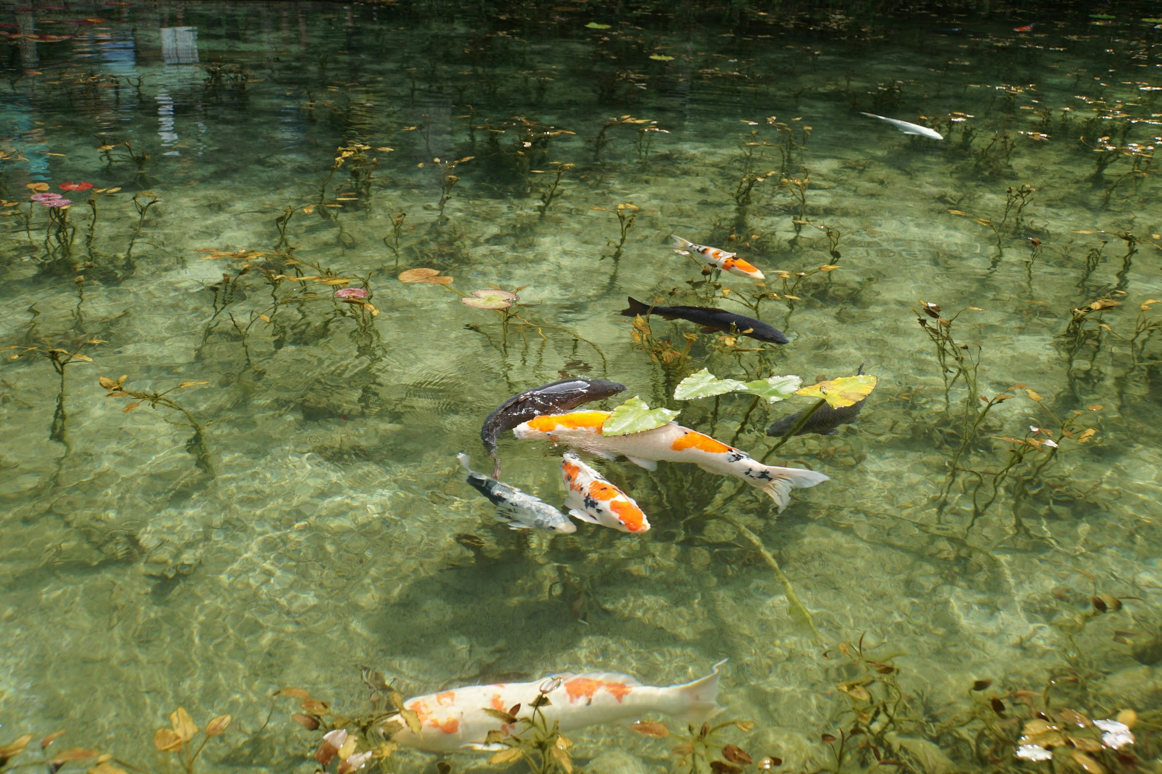 Peces koi coloridos nadando en un estanque con plantas acuáticas