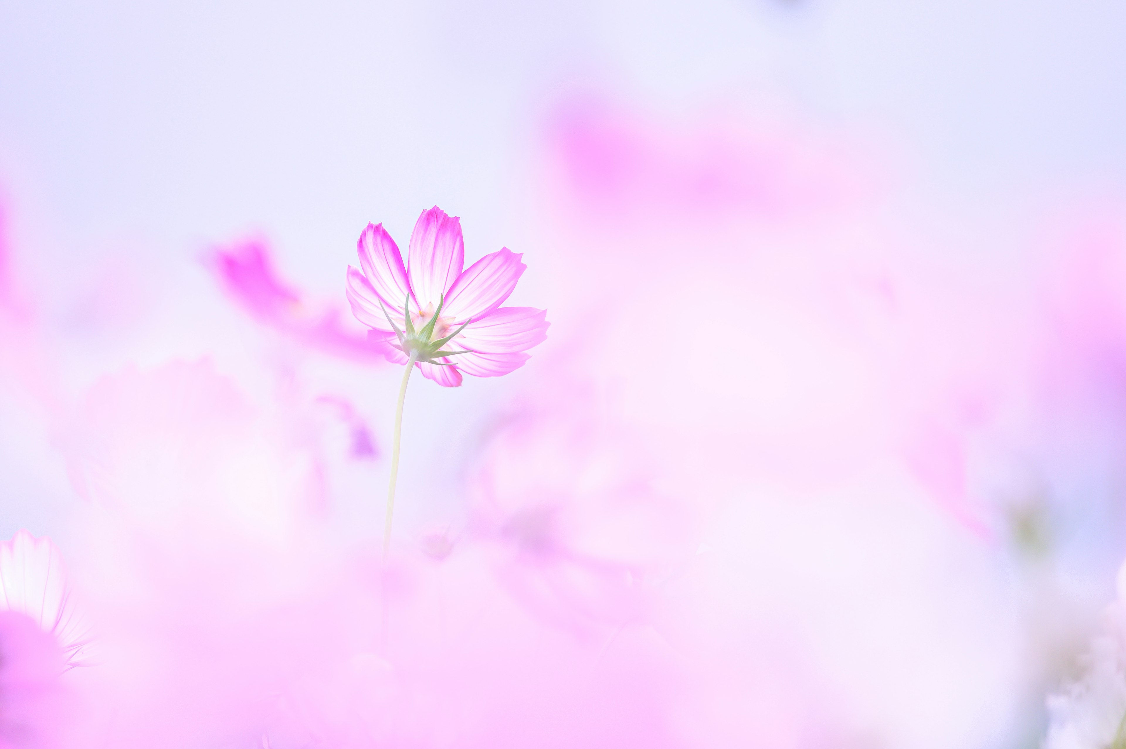 A single pink flower stands out against a soft purple background