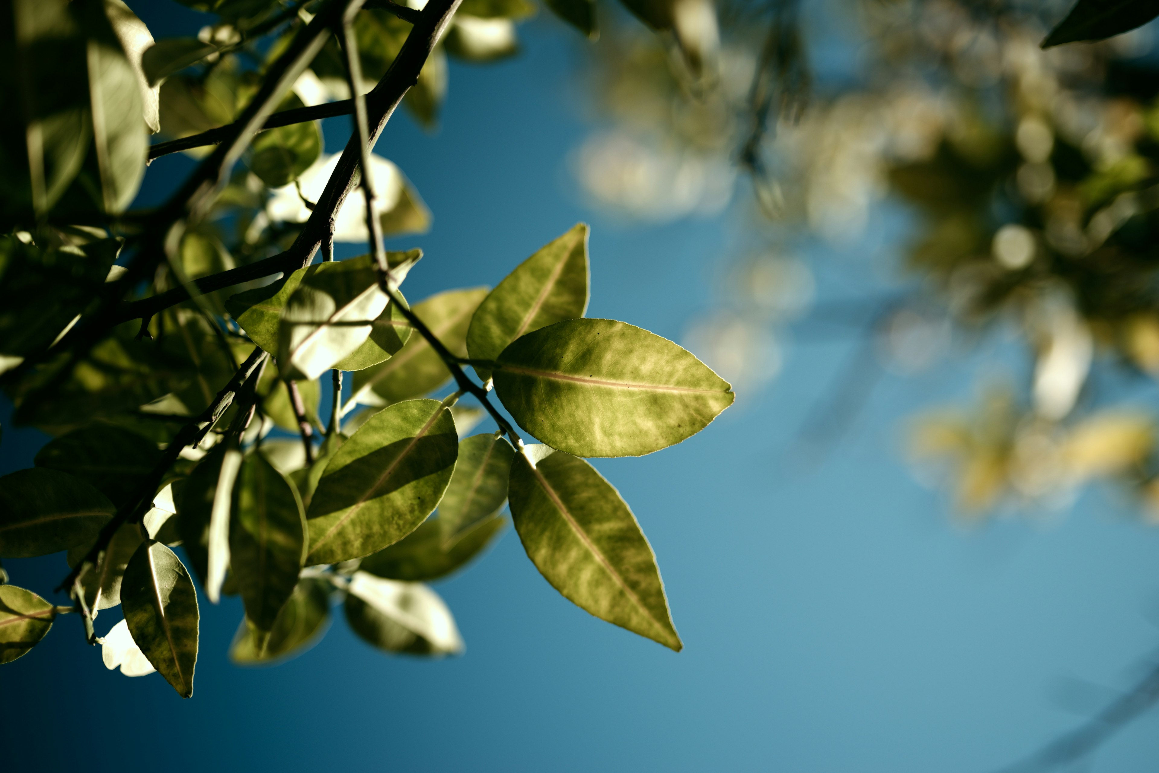 Acercamiento de hojas verdes contra un cielo azul