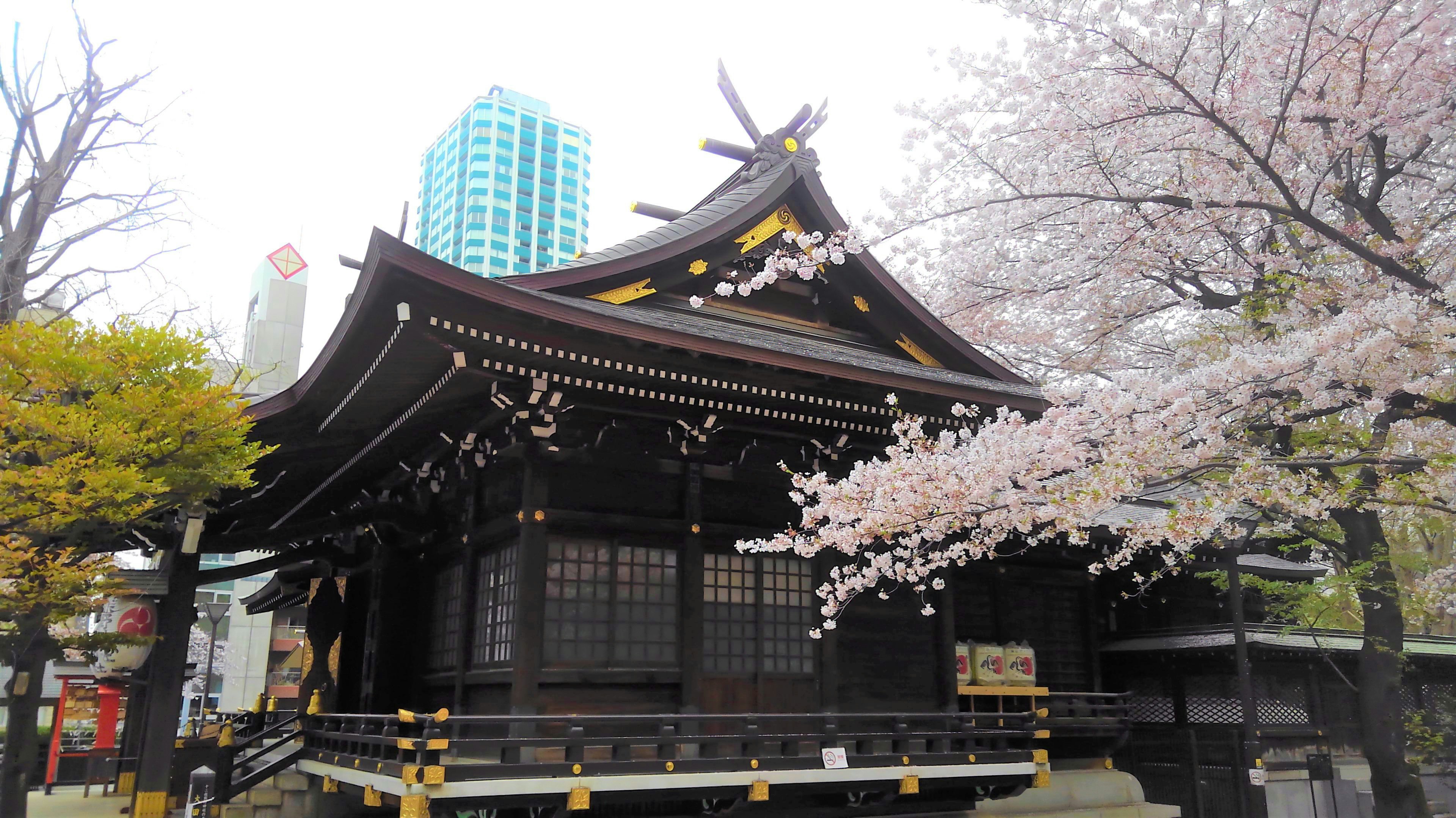 A traditional shrine surrounded by blooming cherry blossoms and modern skyscrapers