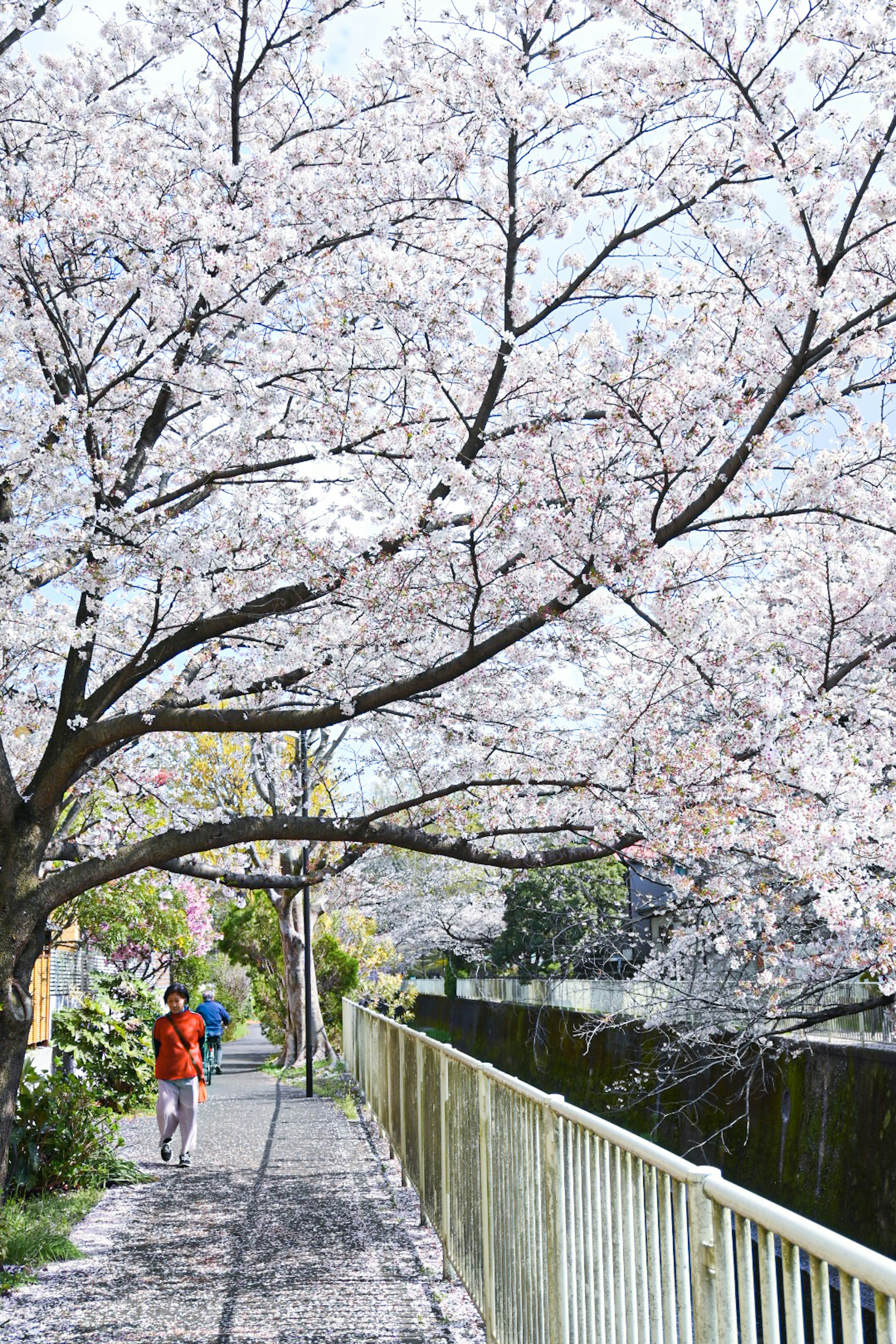 A person walking along a riverside path under cherry blossom trees