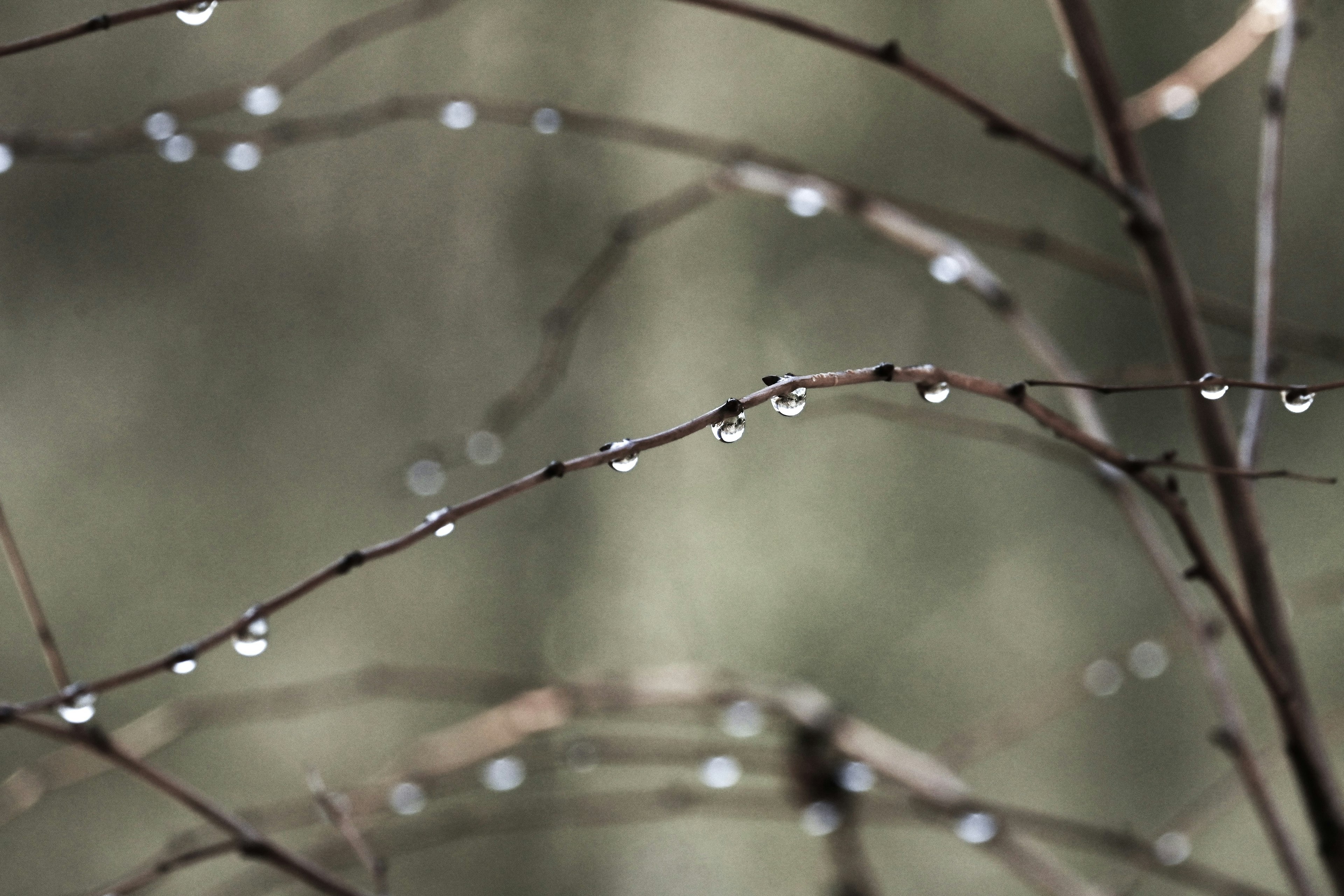 Gros plan de branches avec des gouttes d'eau sur un fond flou