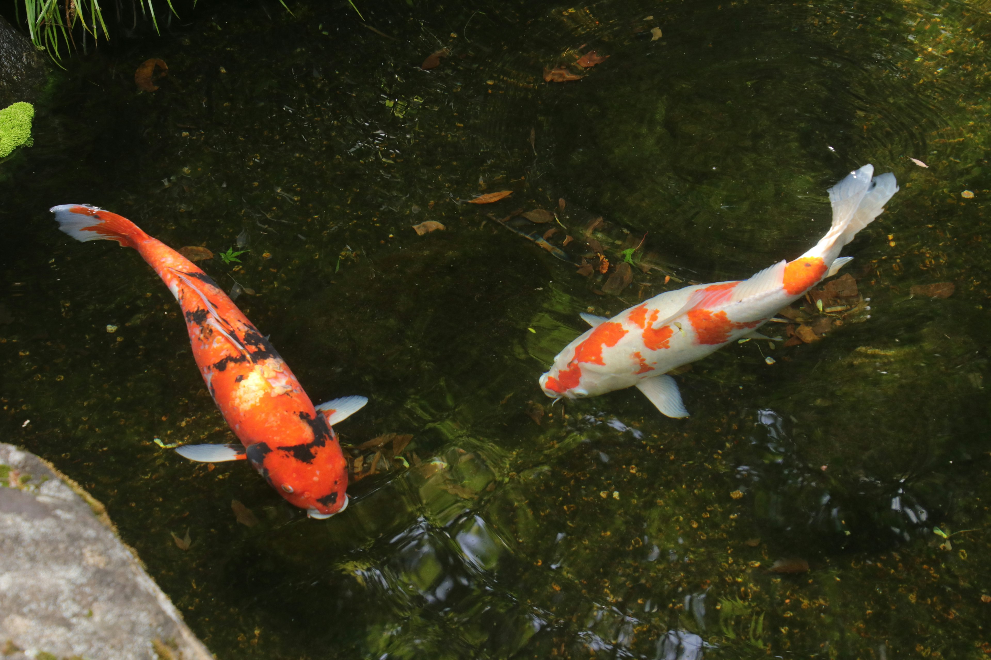 Bunte Koi-Fische schwimmen in einem Teich