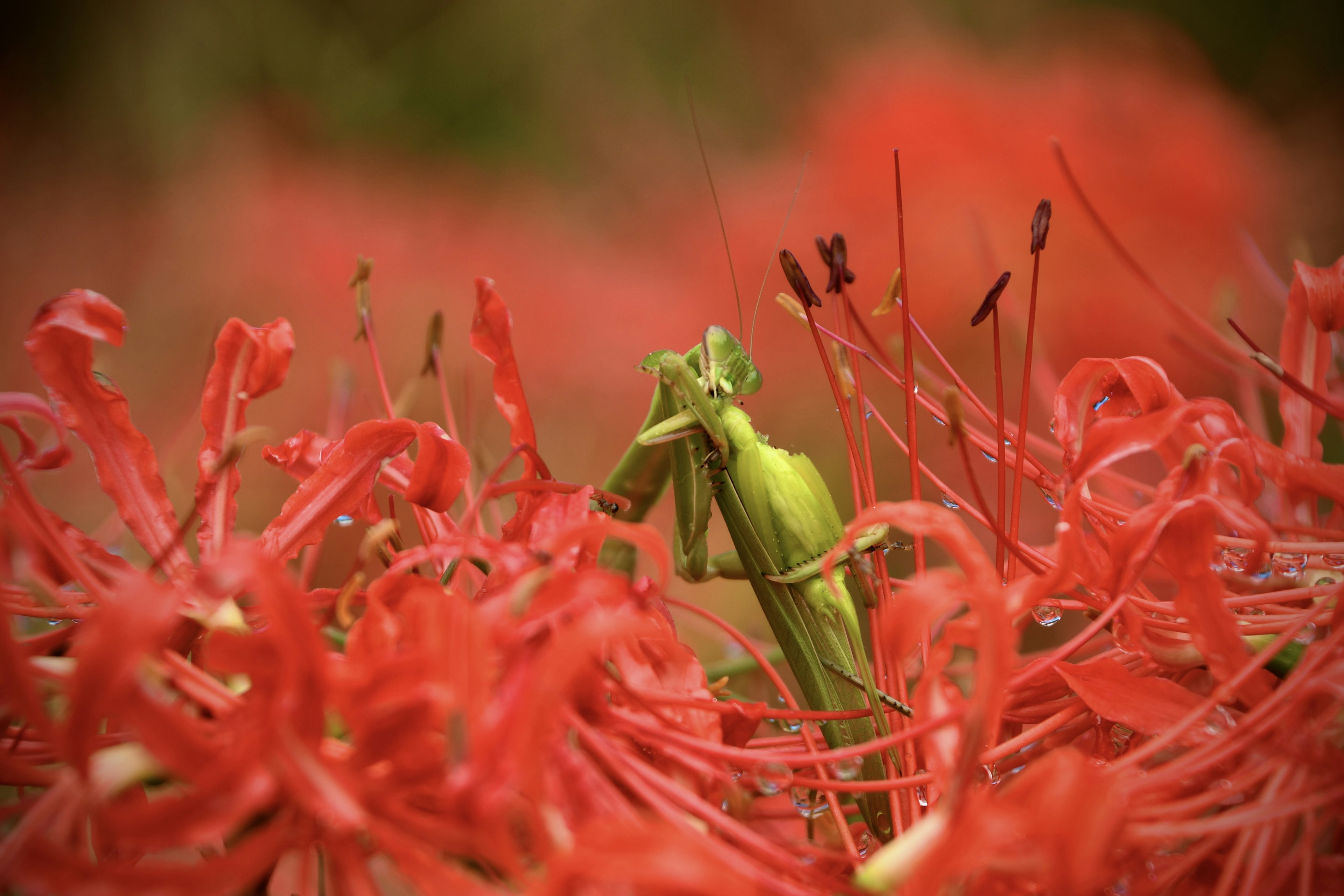 A green mantis among vibrant red flowers creating a striking contrast