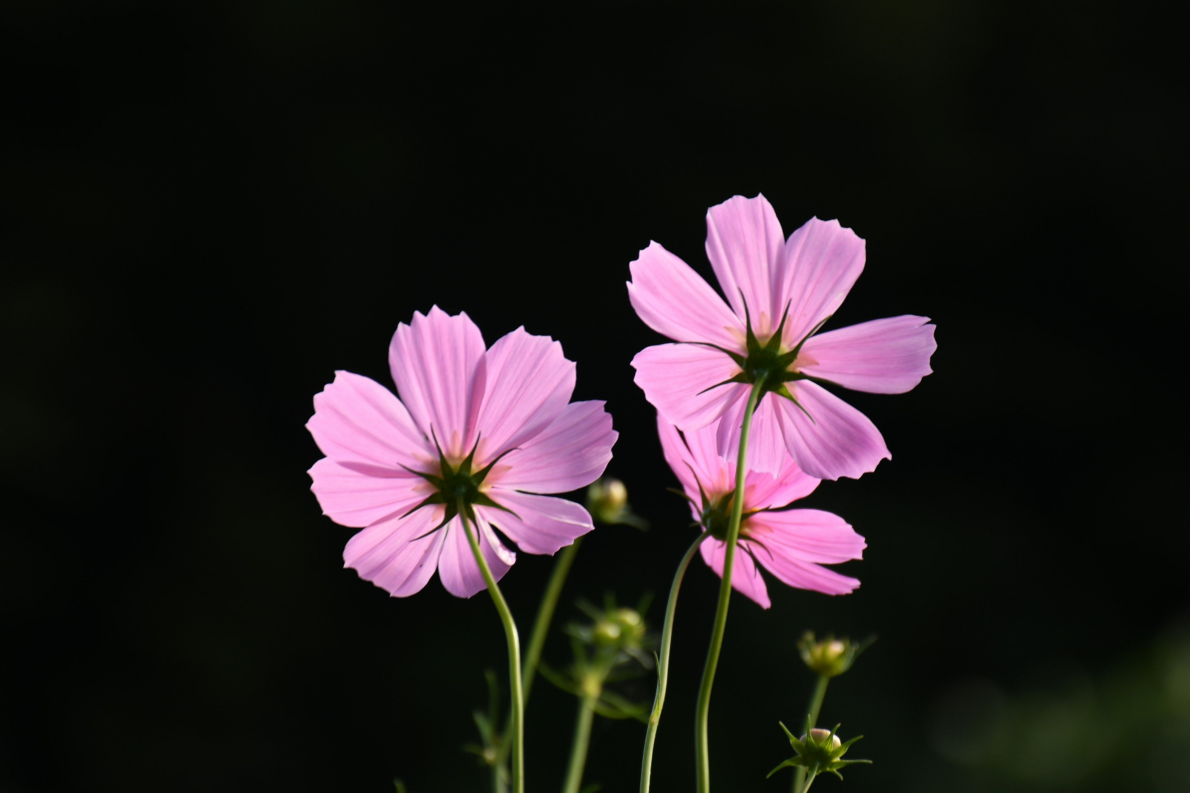 Zwei rosa Blumen, die auf grünen Stängeln vor einem dunklen Hintergrund wachsen