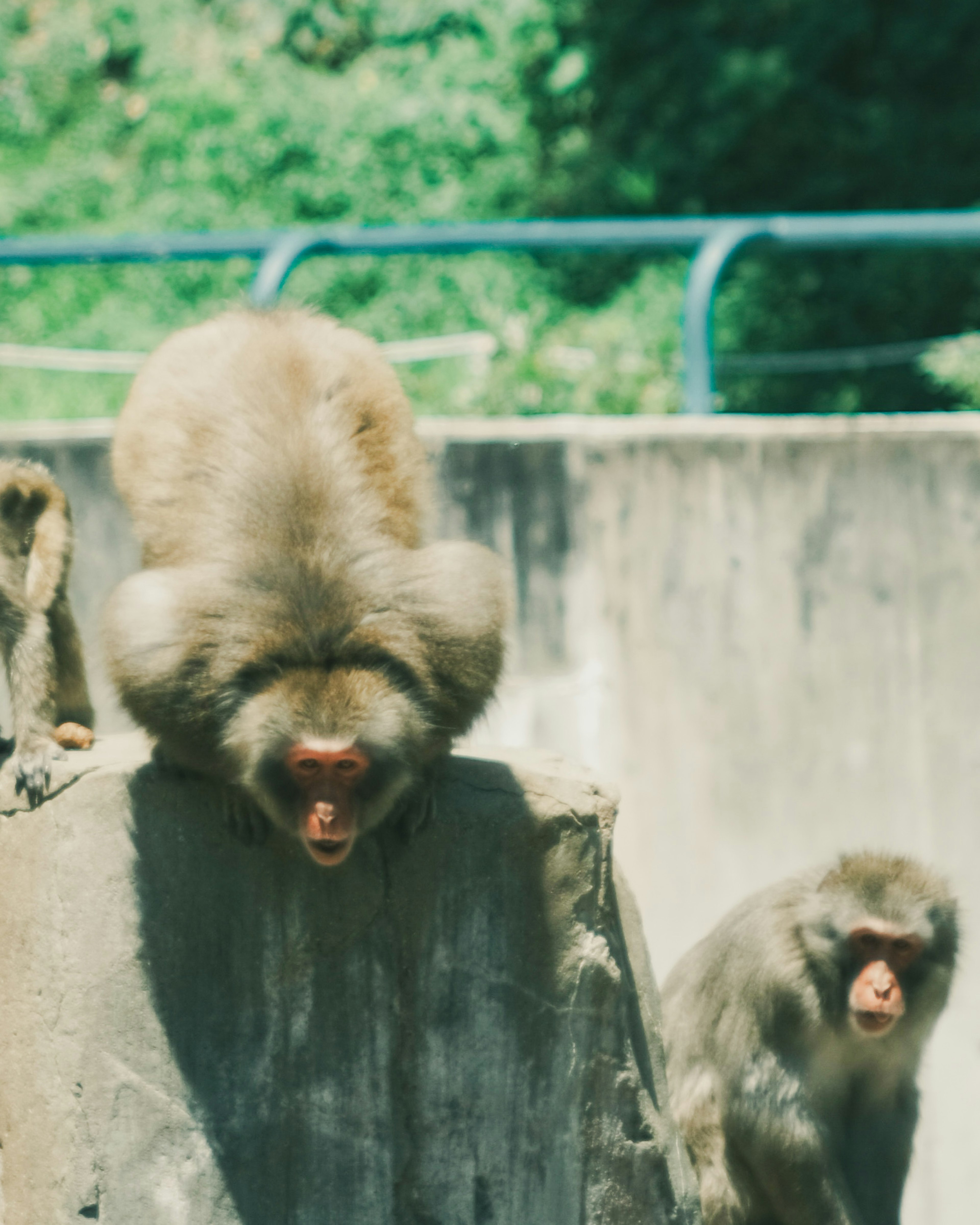 Deux singes sur une roche L'un bâille