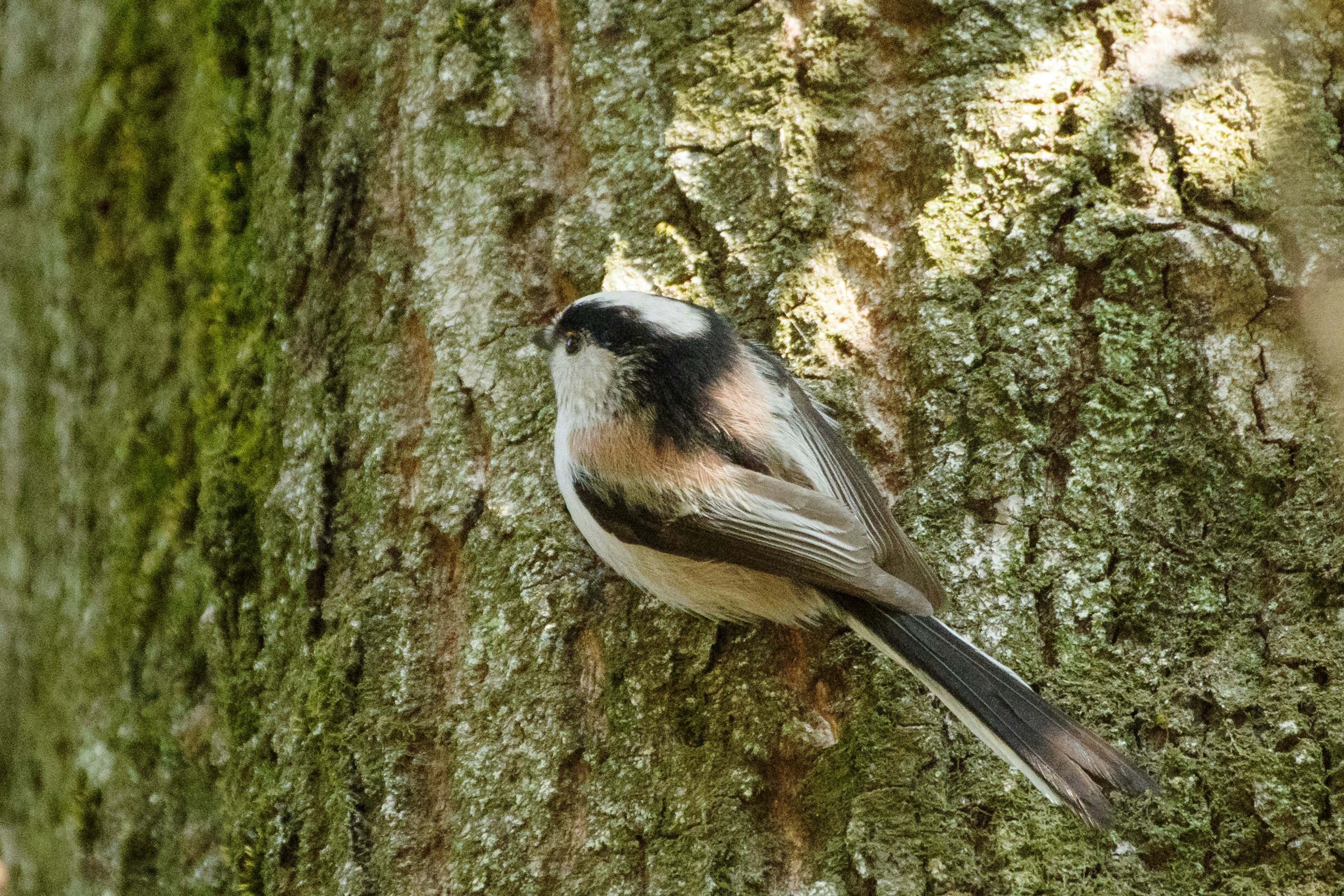 Ein kleiner Vogel sitzt auf einem Baumstamm