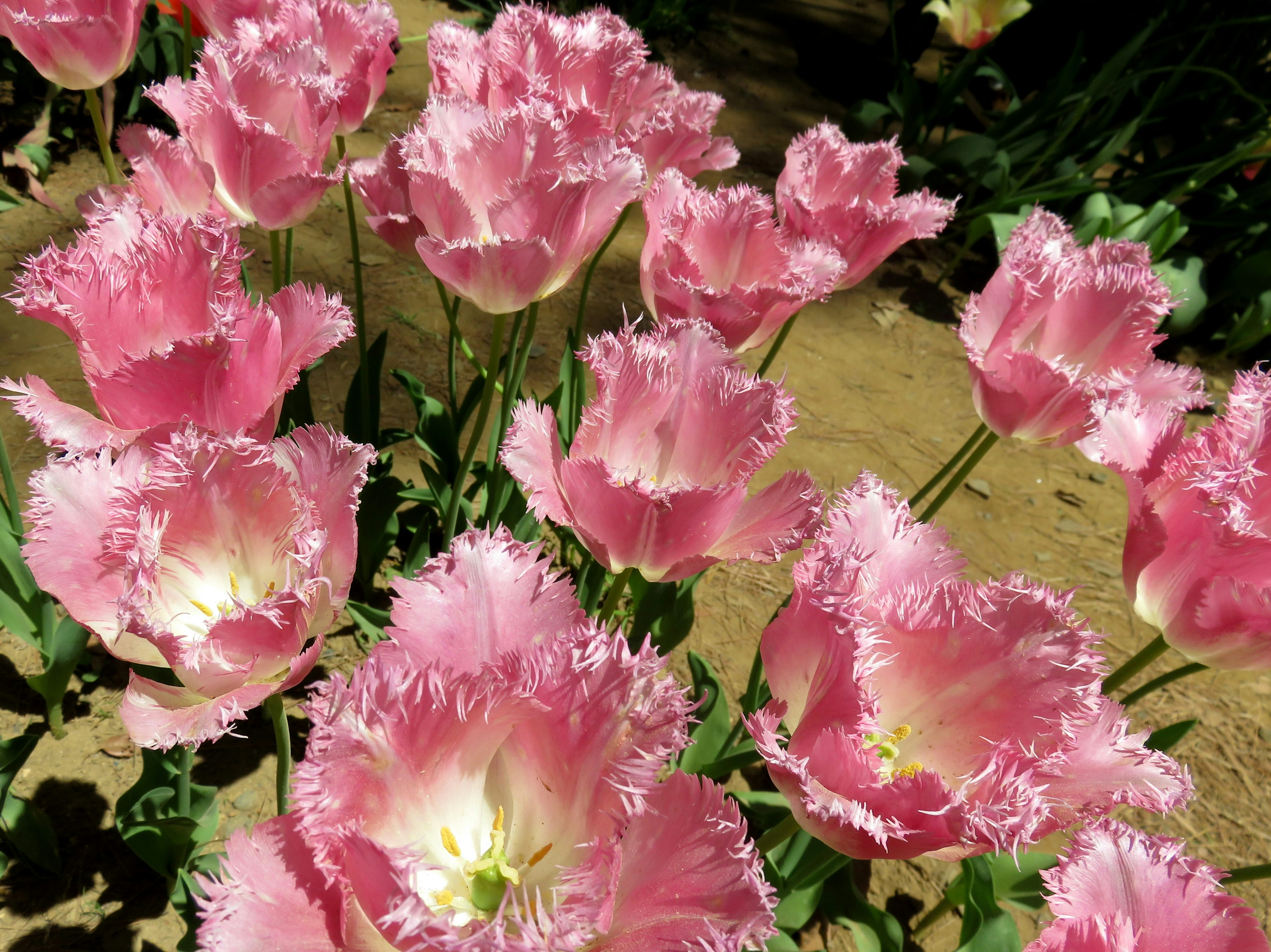 フリルのあるピンクのチューリップの花が咲いている風景