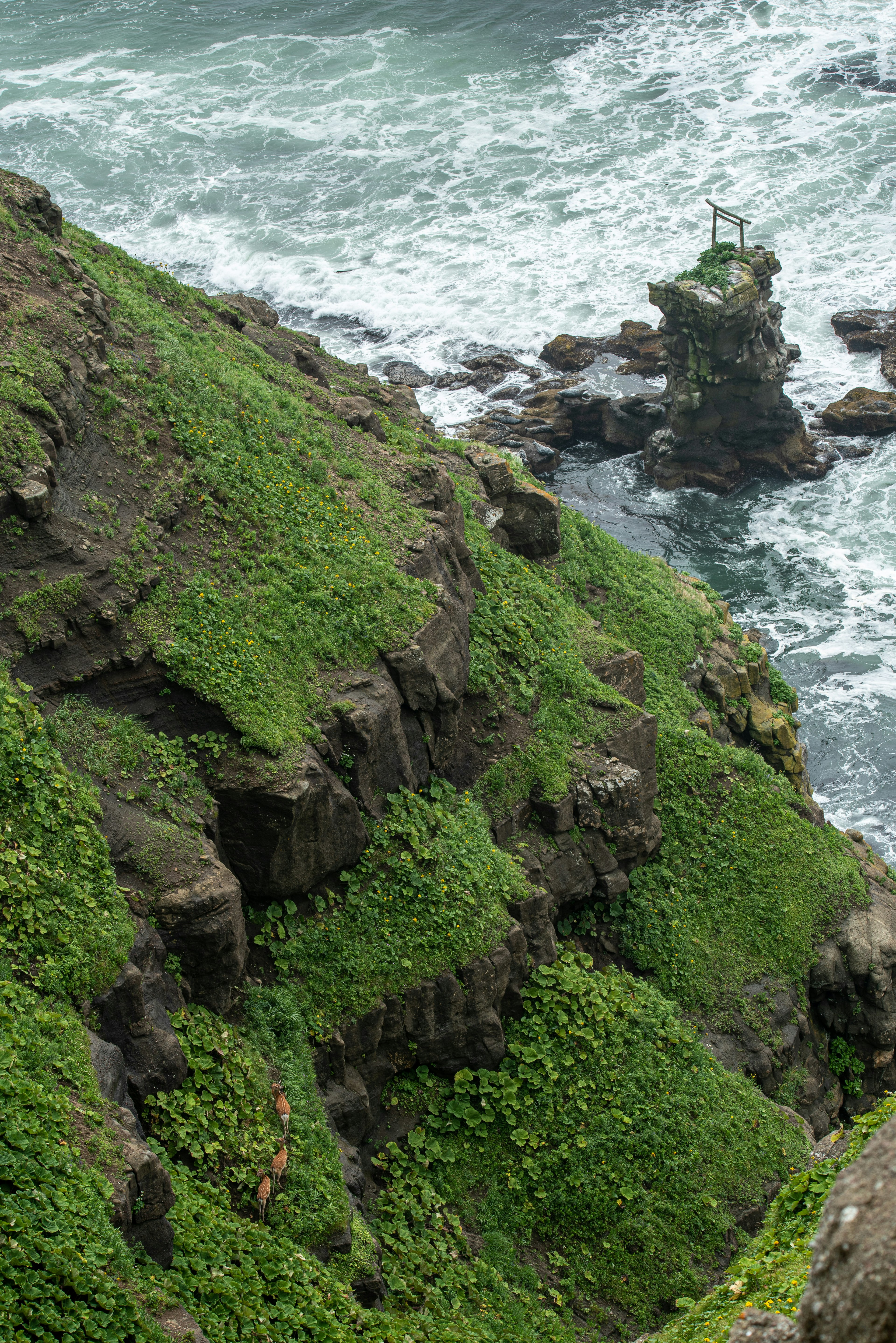 Scogliera coperta di erba verde lussureggiante con onde che si infrangono sulle rocce