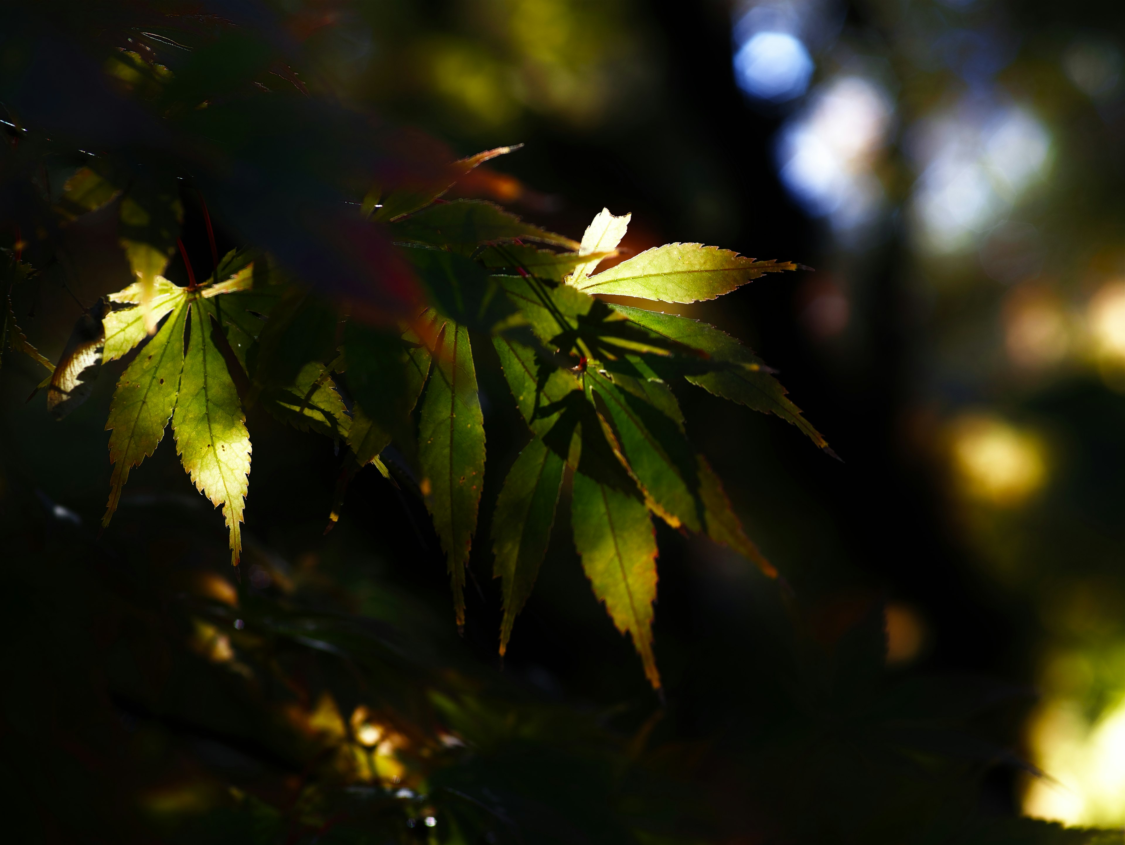 葉が緑と黄色に輝く秋の風景の一部