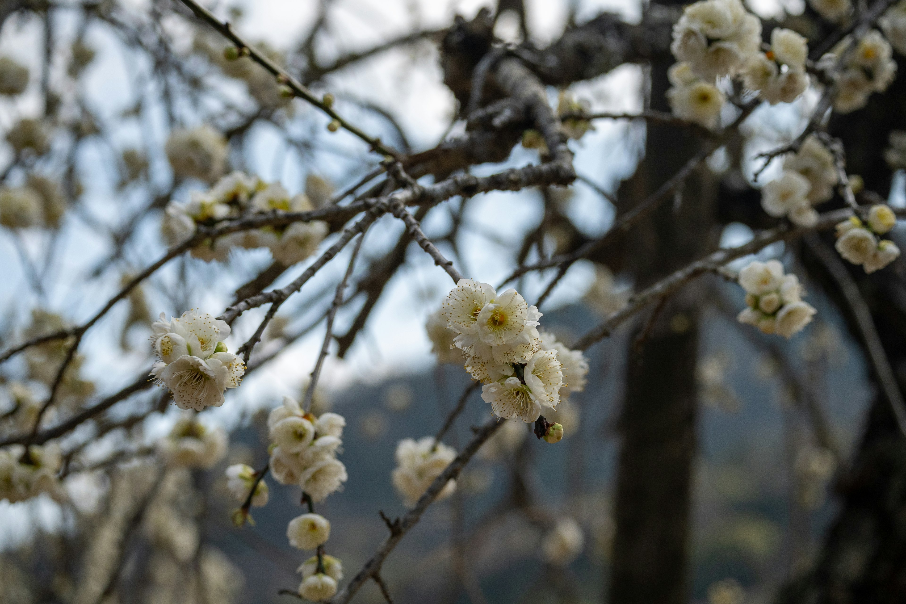 白い花が咲く枝のクローズアップ